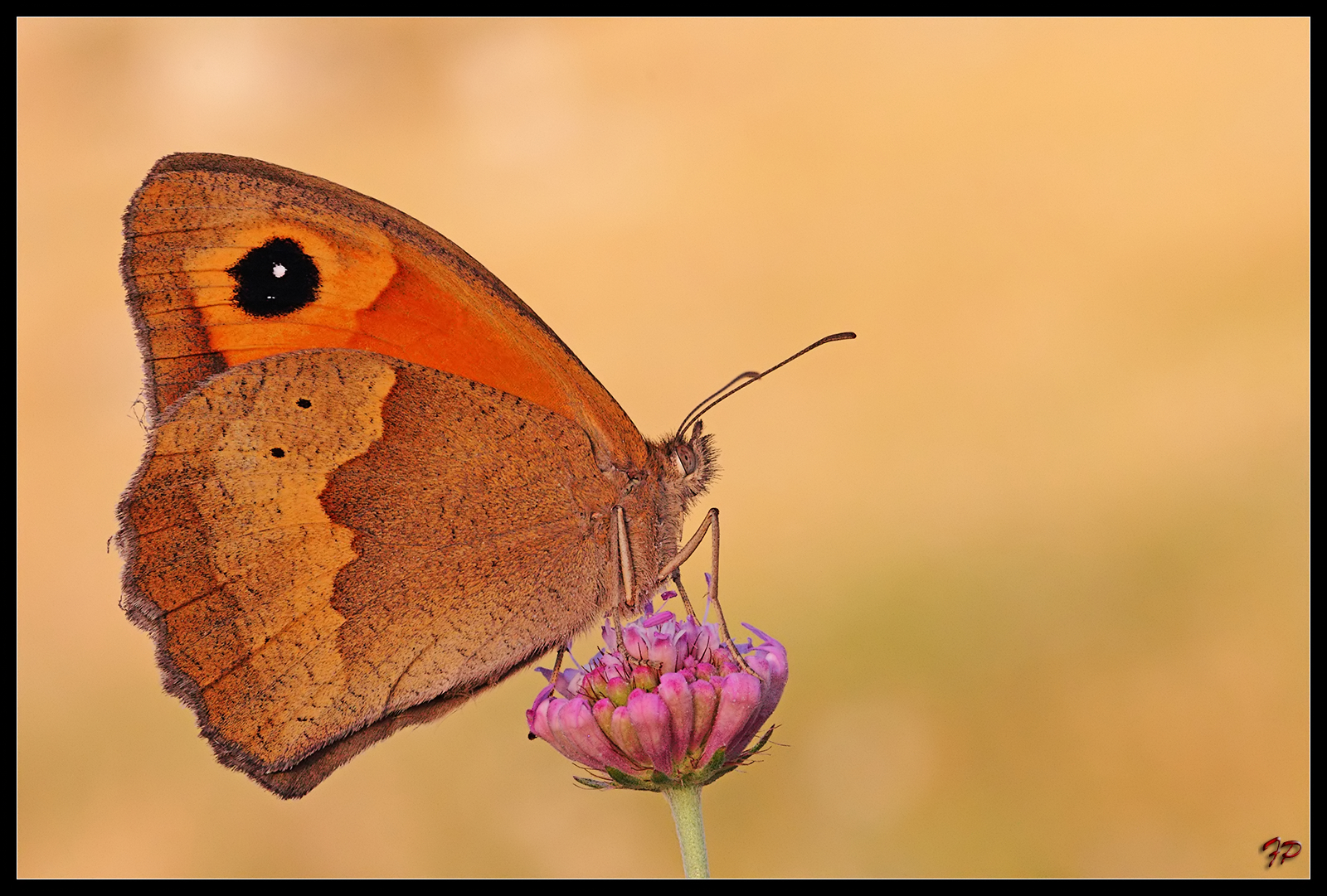 Satiridi Maniola Jurtina