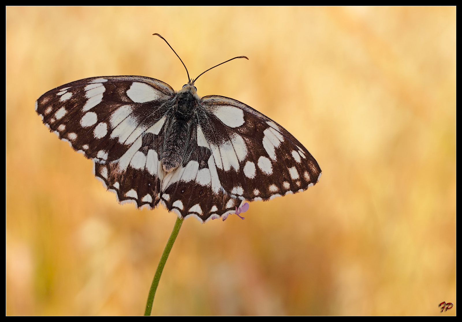 Melanargia galathea ad ali spiegate