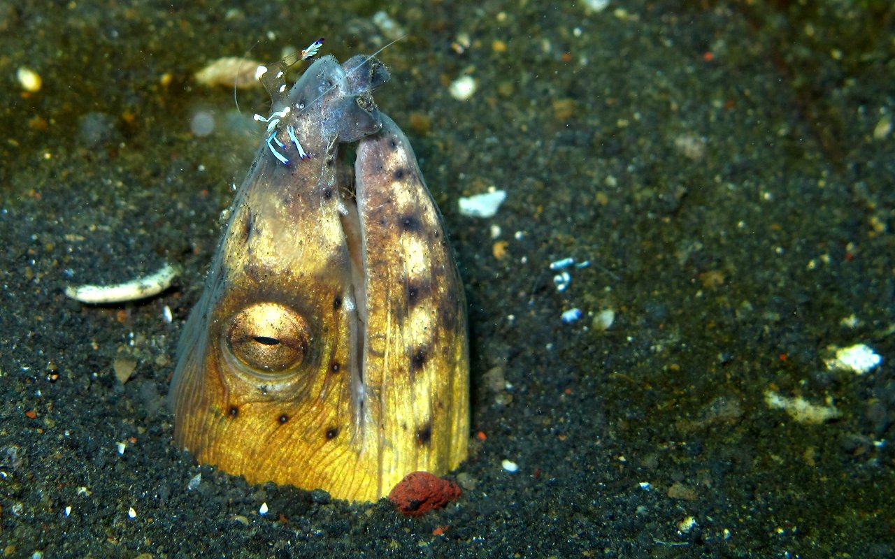 Ophichthus melanochir