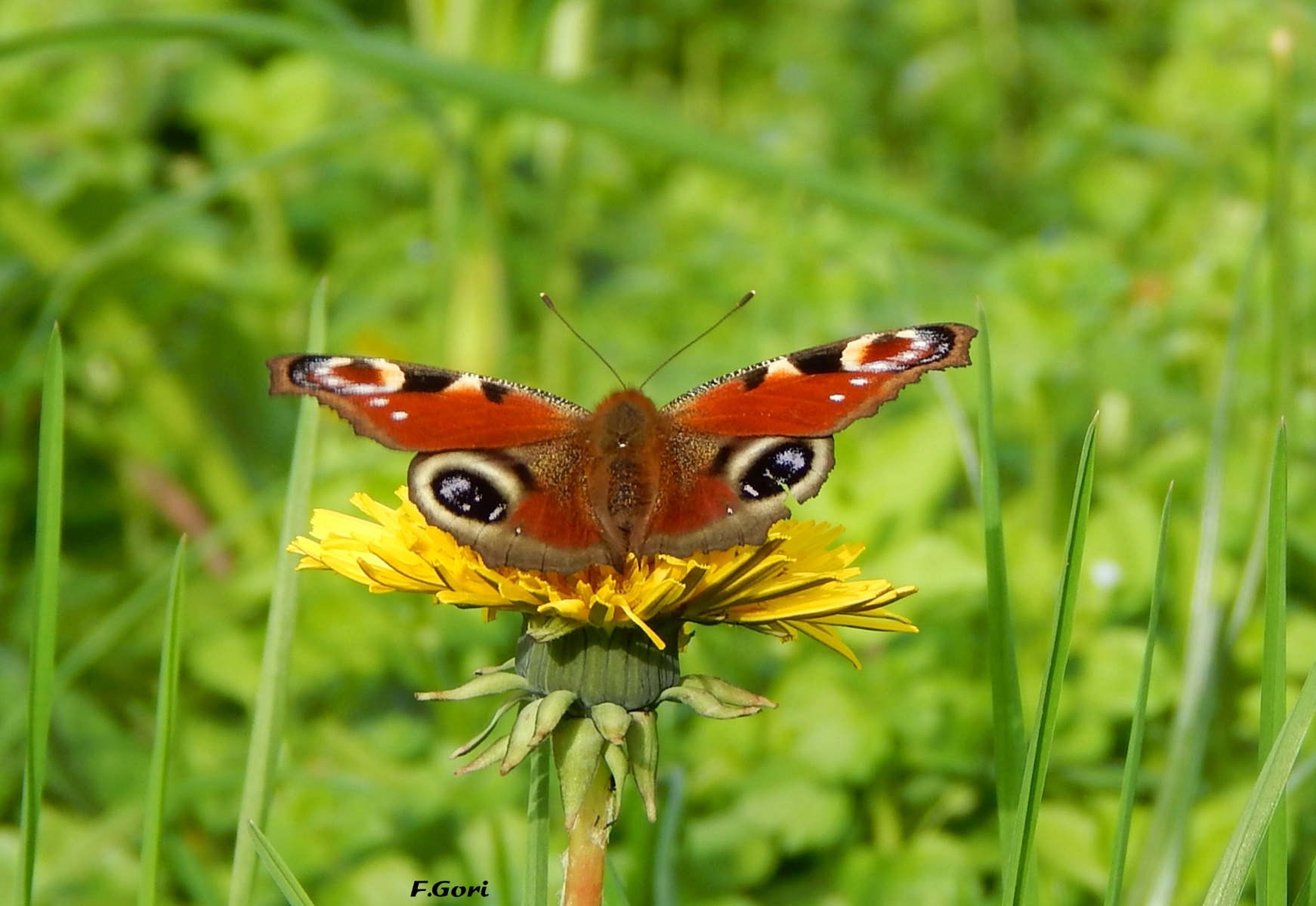 annuncio di primavera