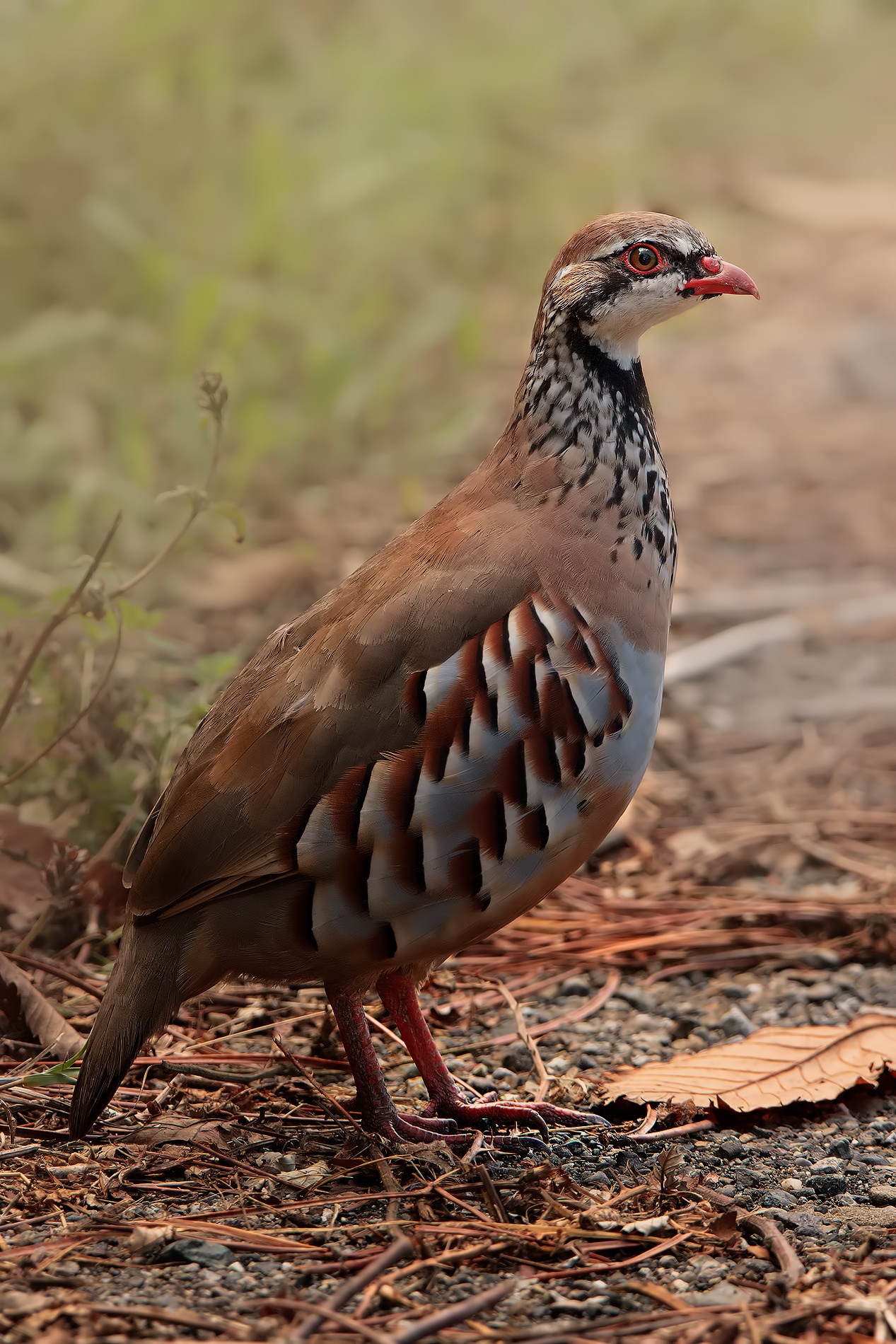 Partridge Red Dawn ....