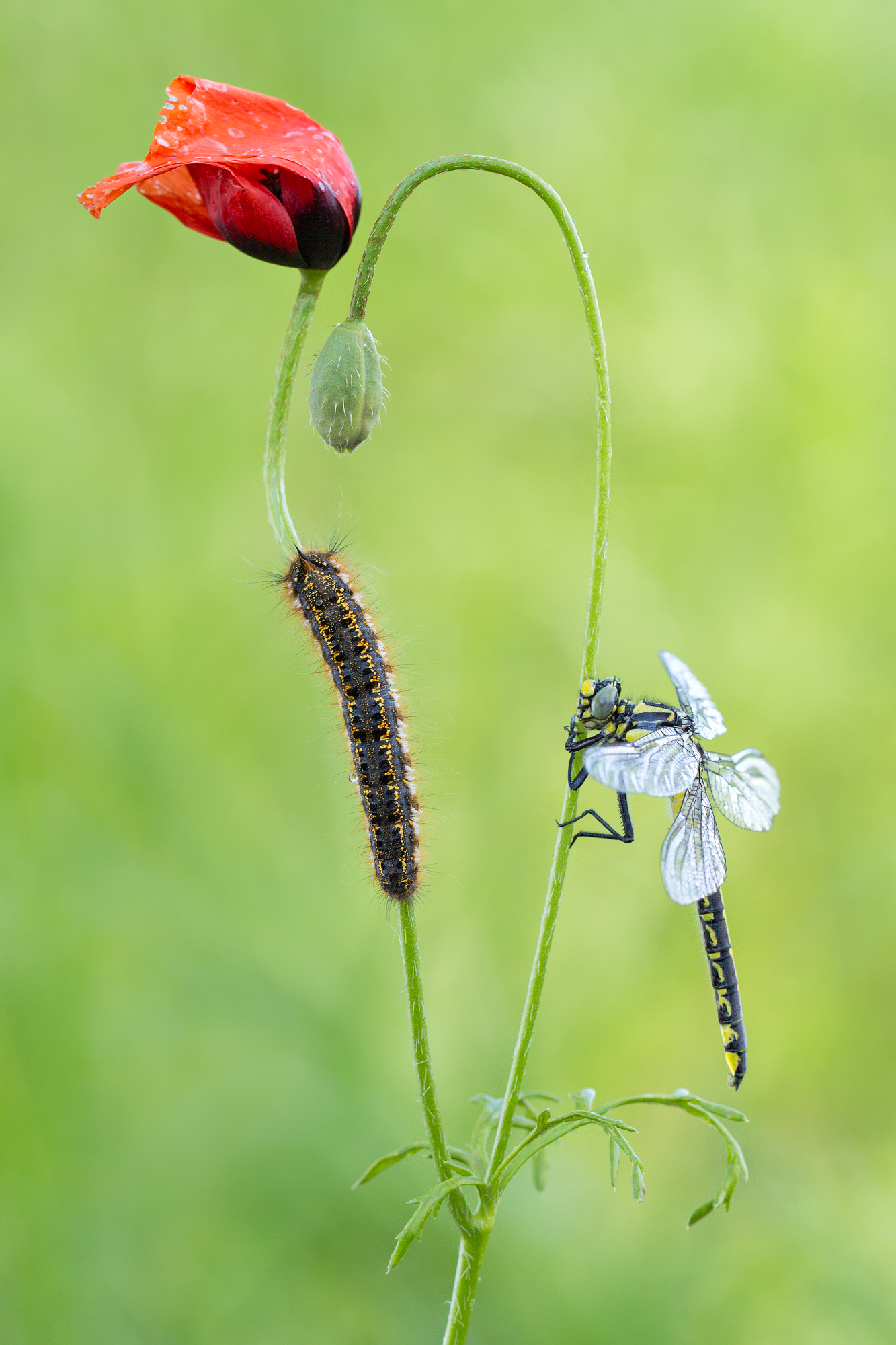 Euthrix potatoria & Gomphus vulgatissimus