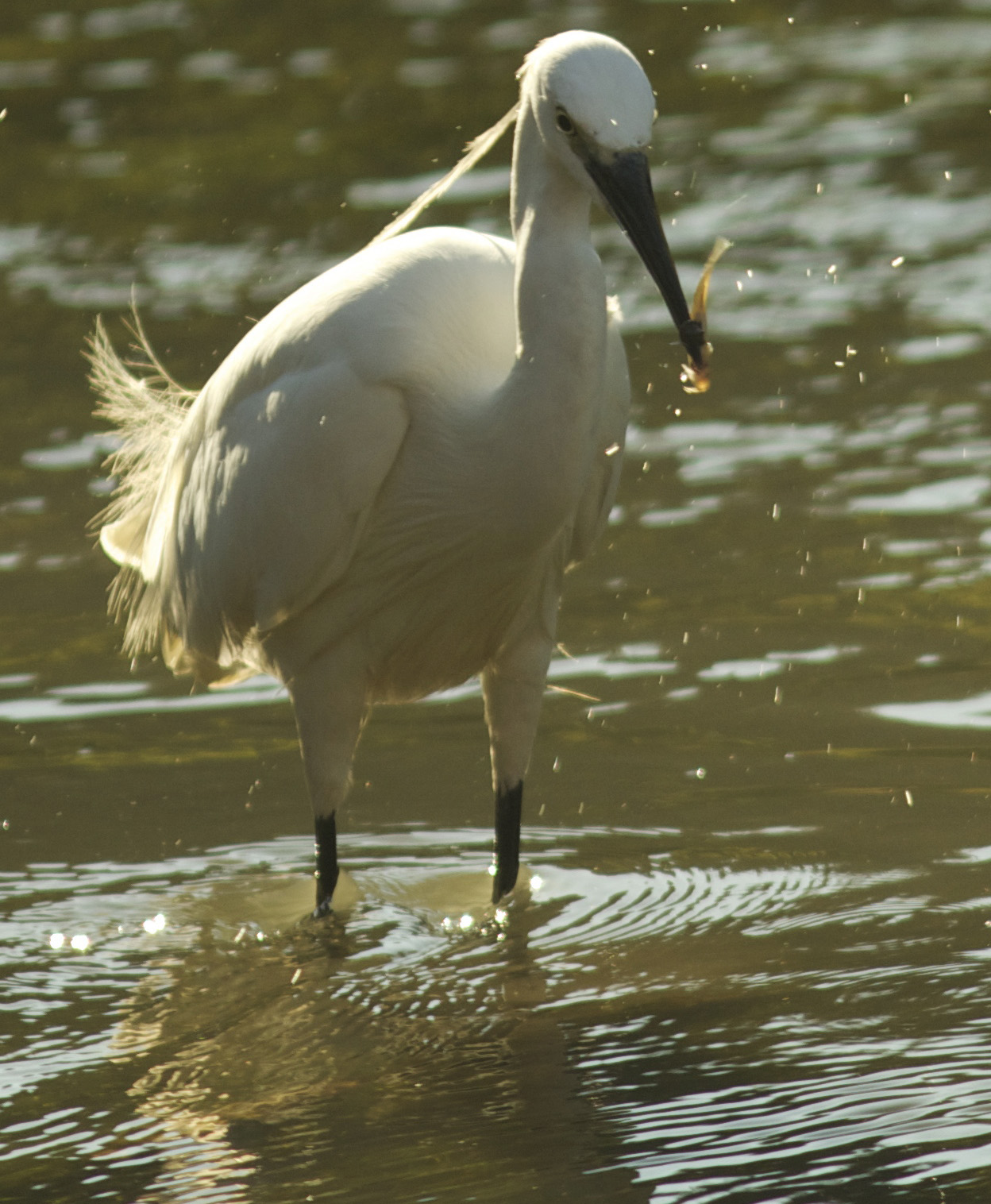 Egret engaged in the capture of small fish