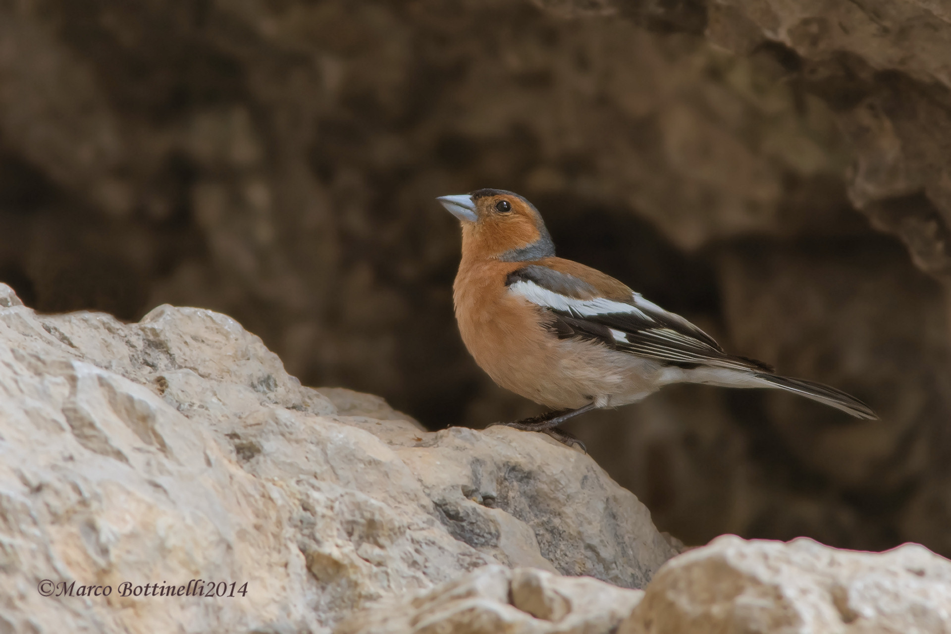 Male Chaffinch