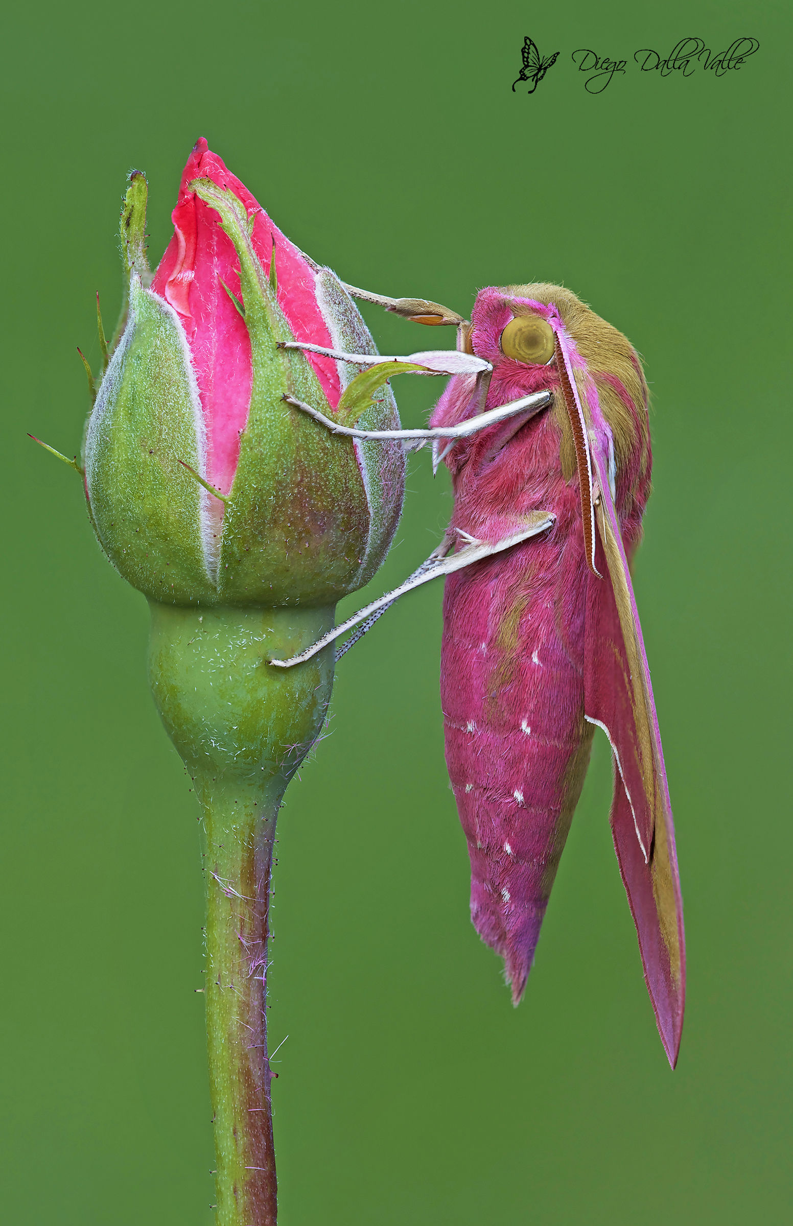 Deilephila Elpenor - Sphinx of the Vine