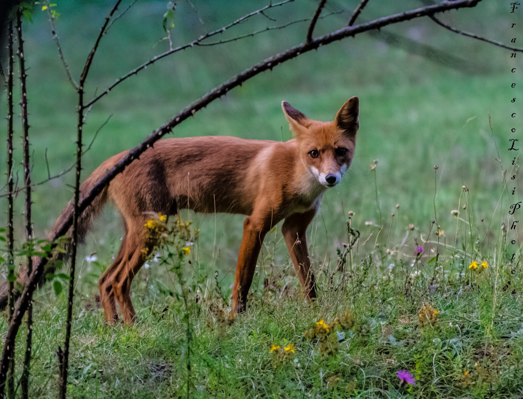 Incontri ravvicinati