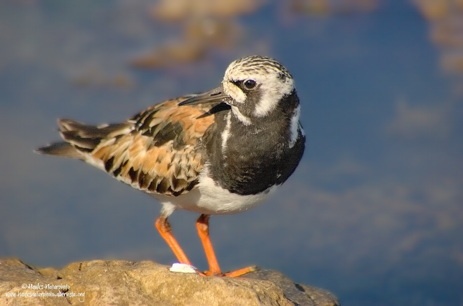 Turnstone