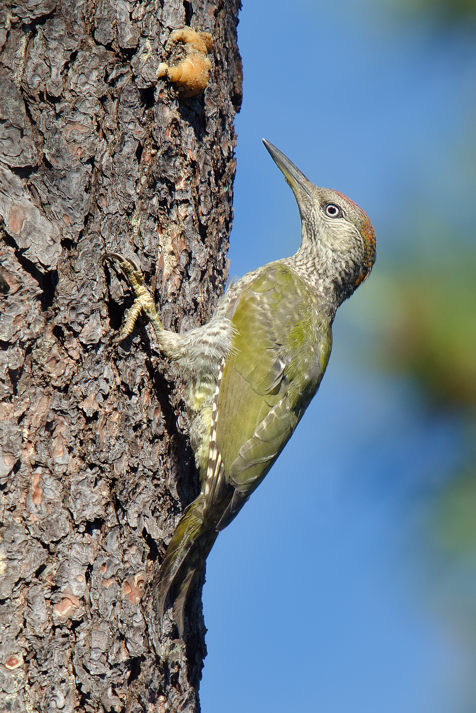 ..... si sta avvicinando..!!!