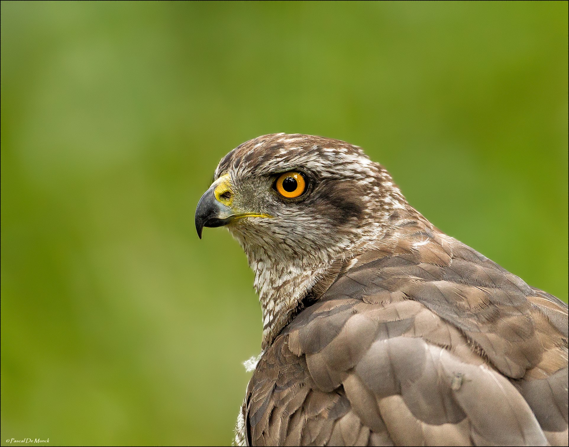 Goshawk