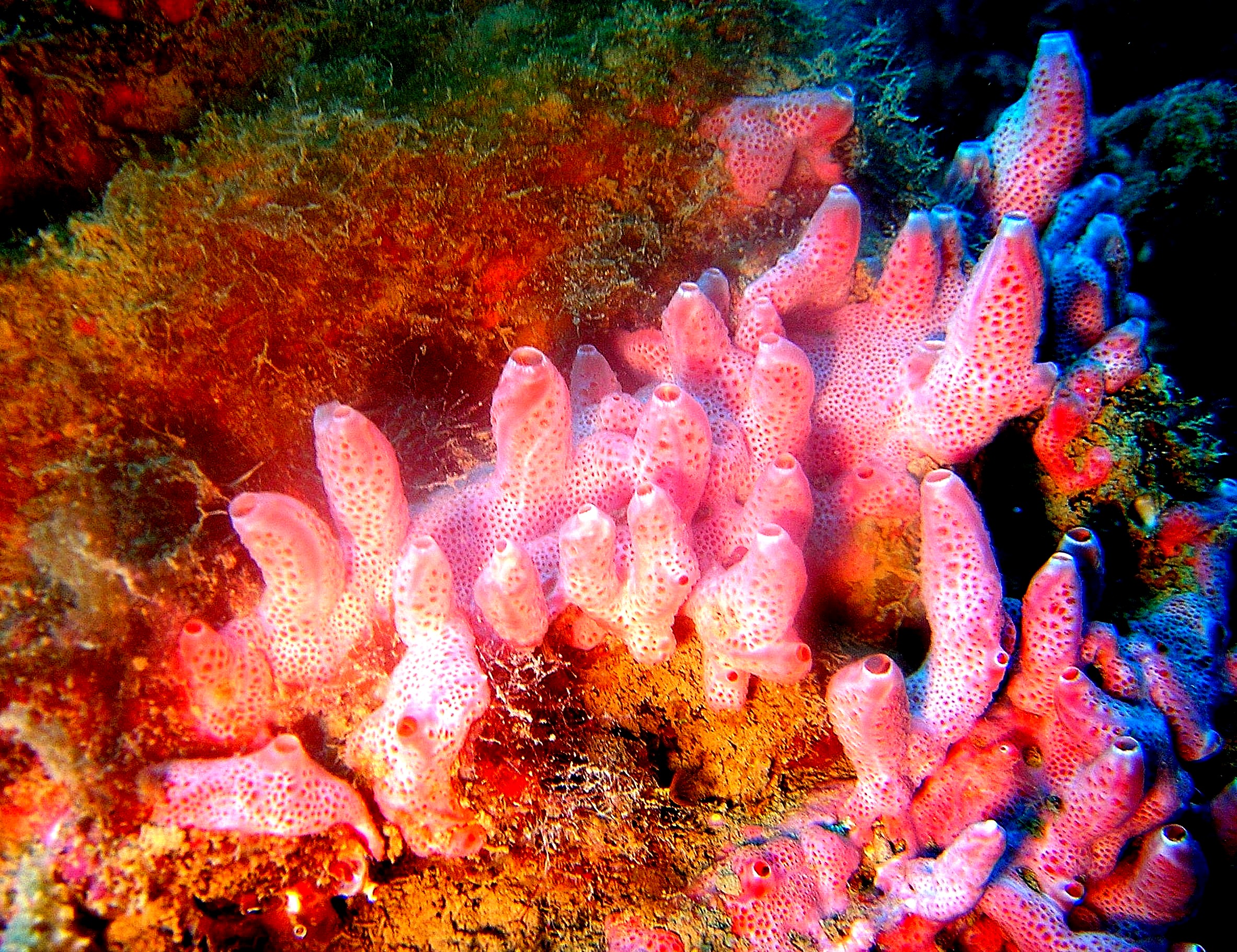 Encrusting sponge Wreck Asia (Civitavecchia)
