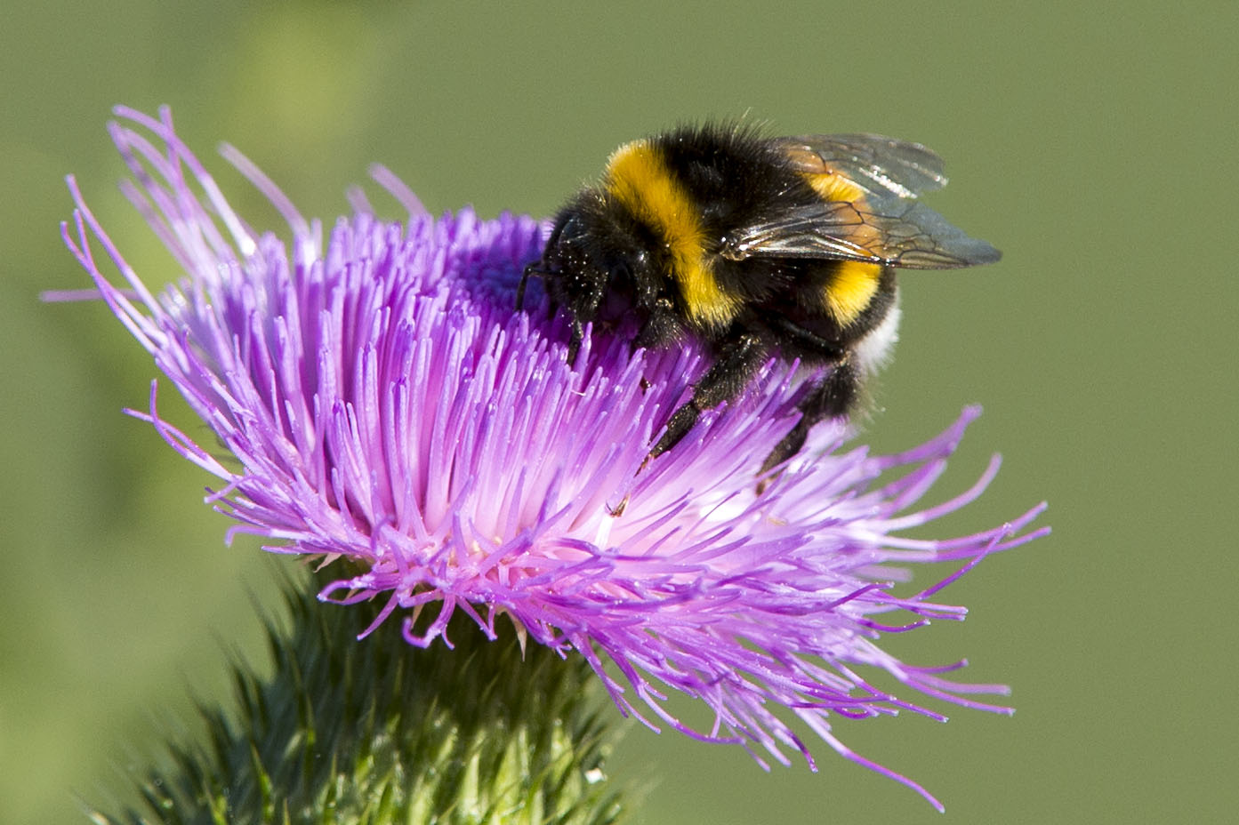 Bombus