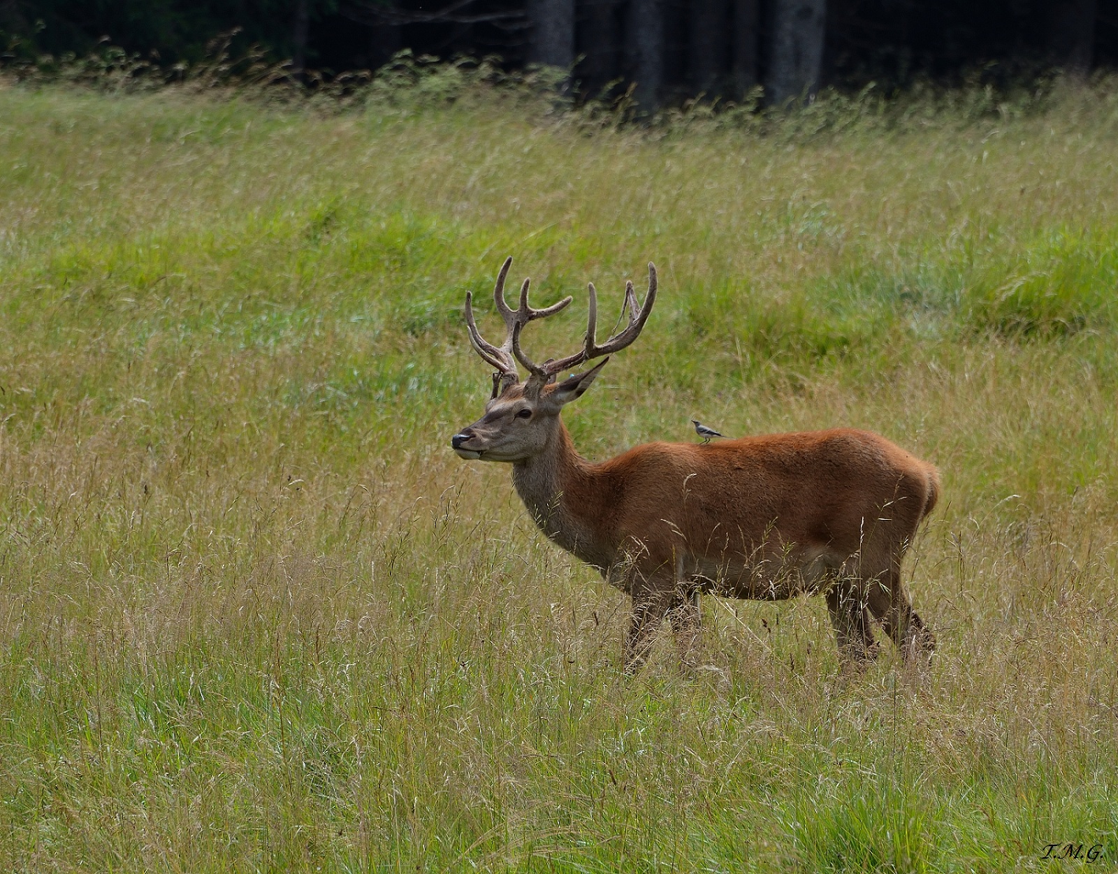 Deer in August ...... :)