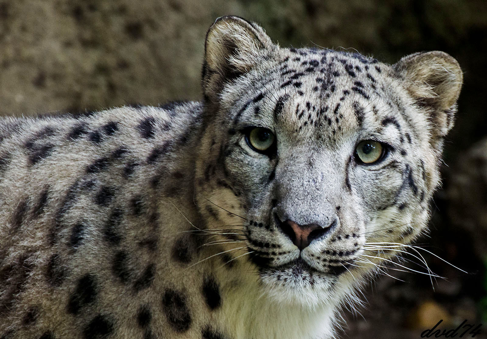 Snow Leopard