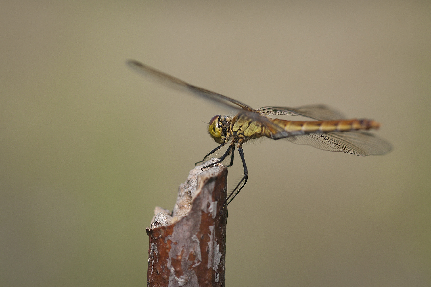 Libellula 4