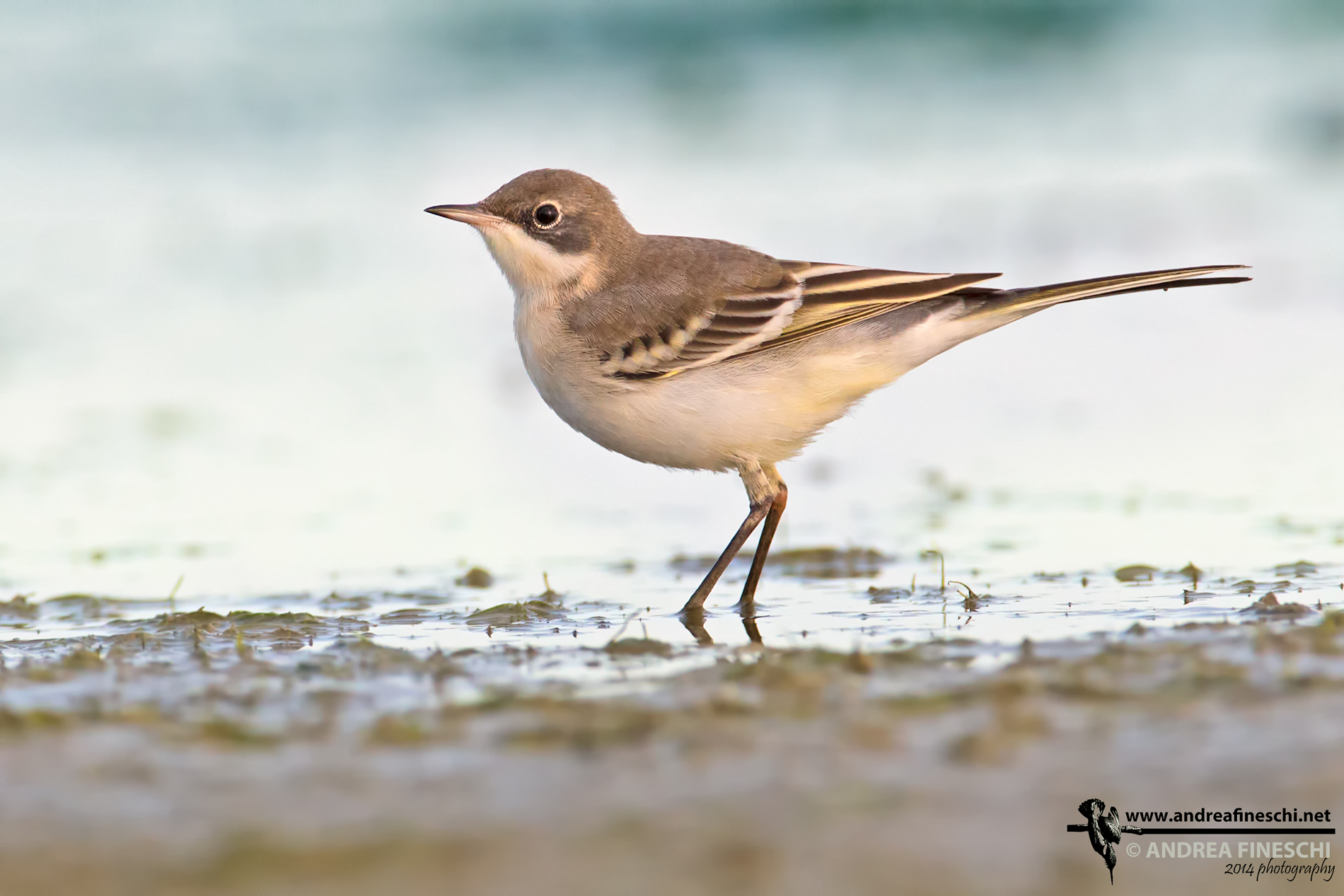 Femmina di cutrettola al tramonto