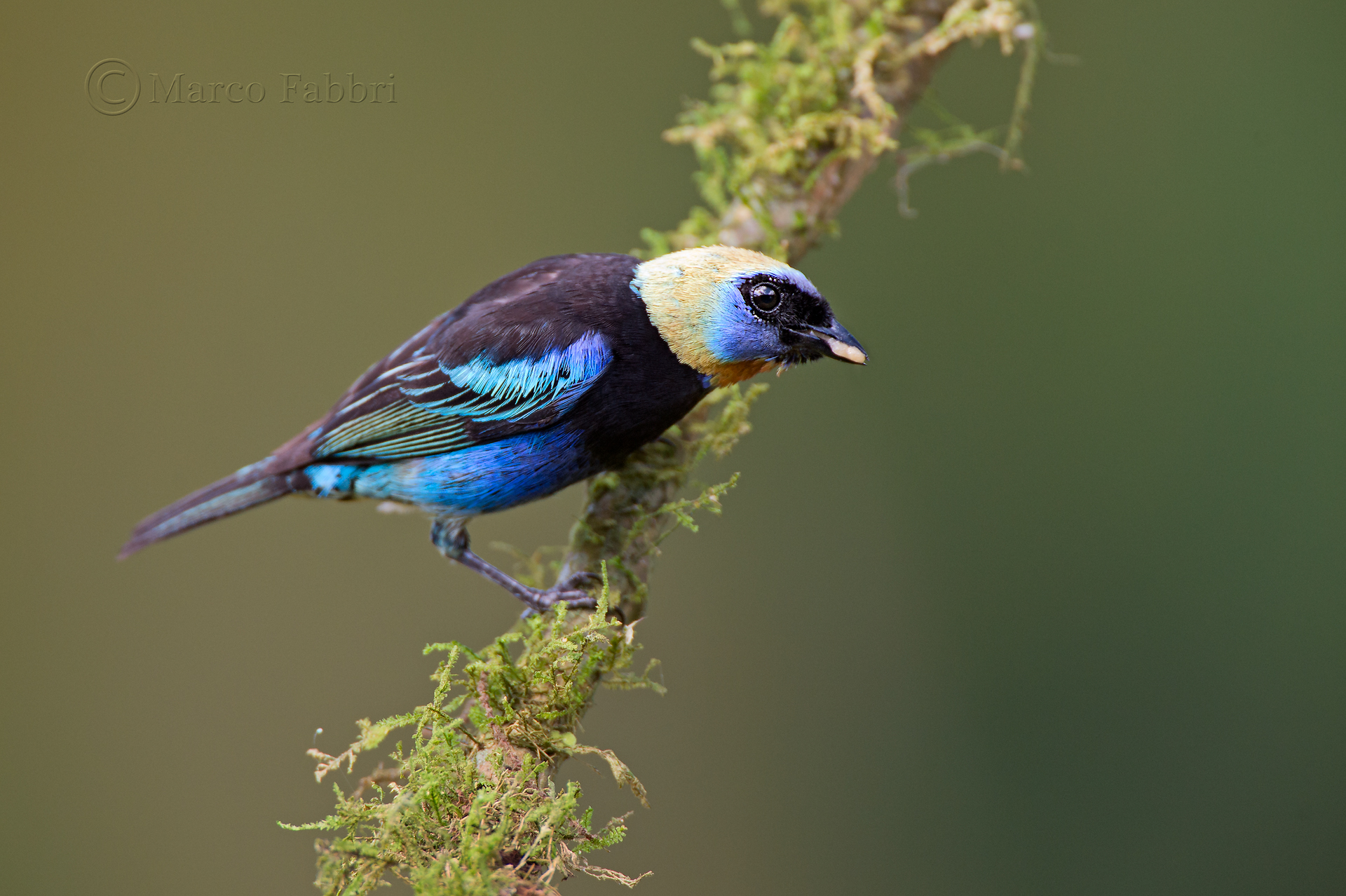Golden-Hooded Tanager
