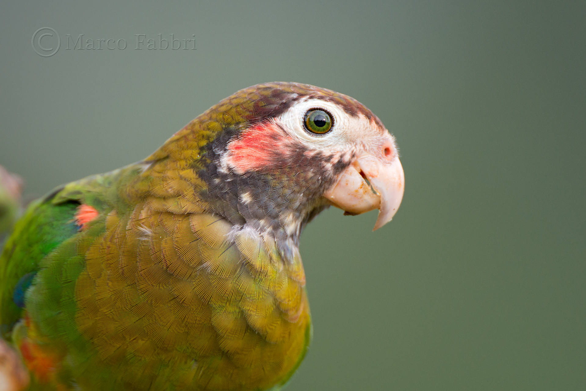 Portrait Brown-hooded Parrot