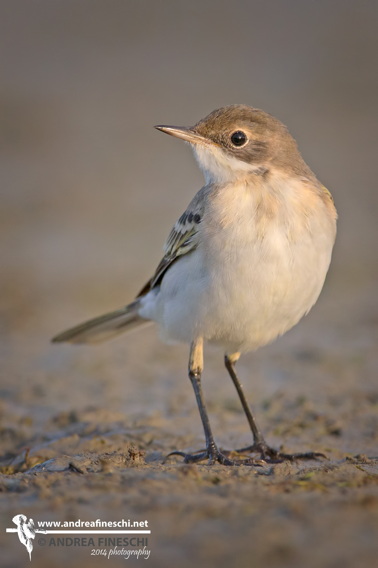 Femmina di cutrettola