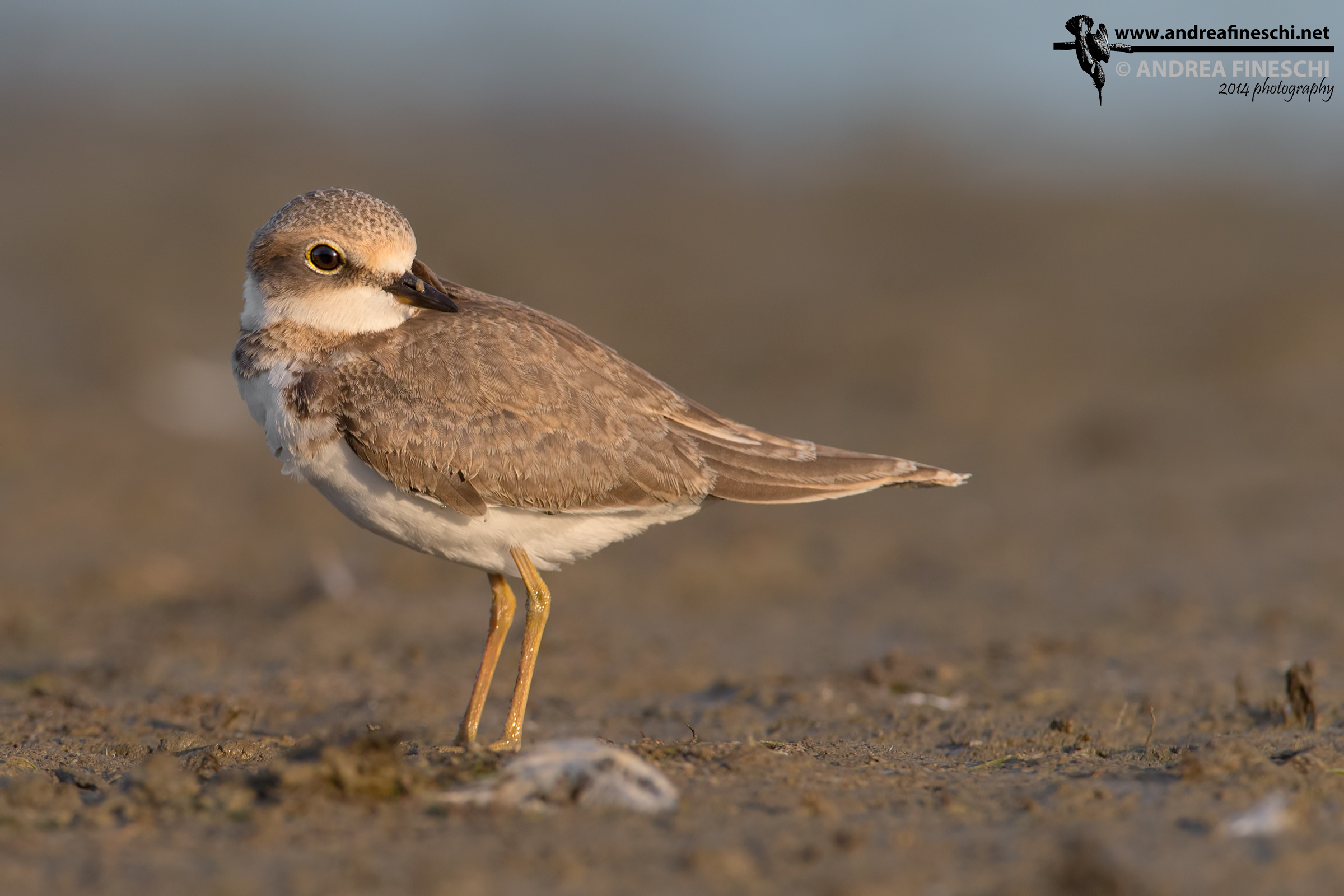 Corriere piccolo guarda il sole che tramonta
