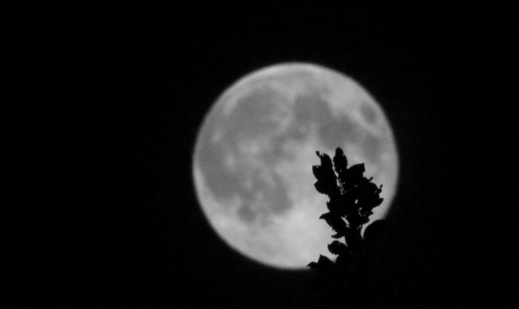 Luna giant white fragrant