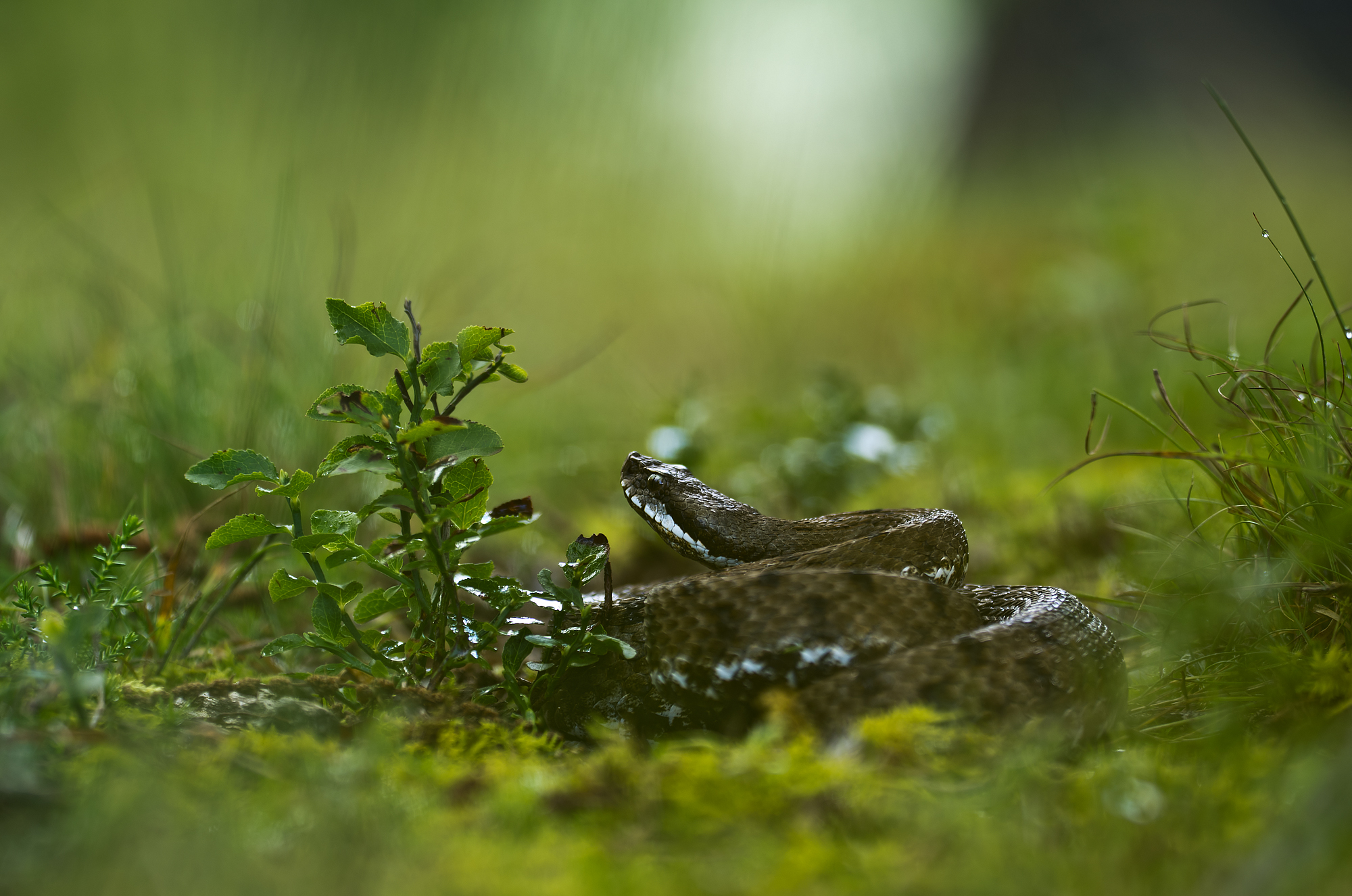 Vipera aspis (Linnaeus, 1758) - Viperidae