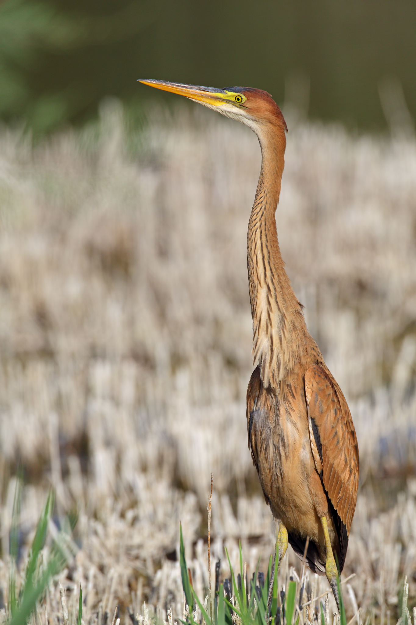 Purple Herons juv