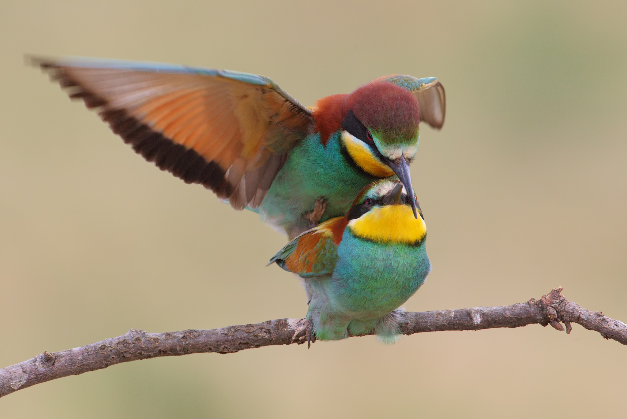 Bee-eaters