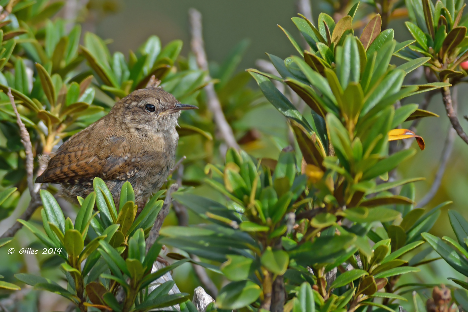 Scricciolo(Troglodytes troglodytes)