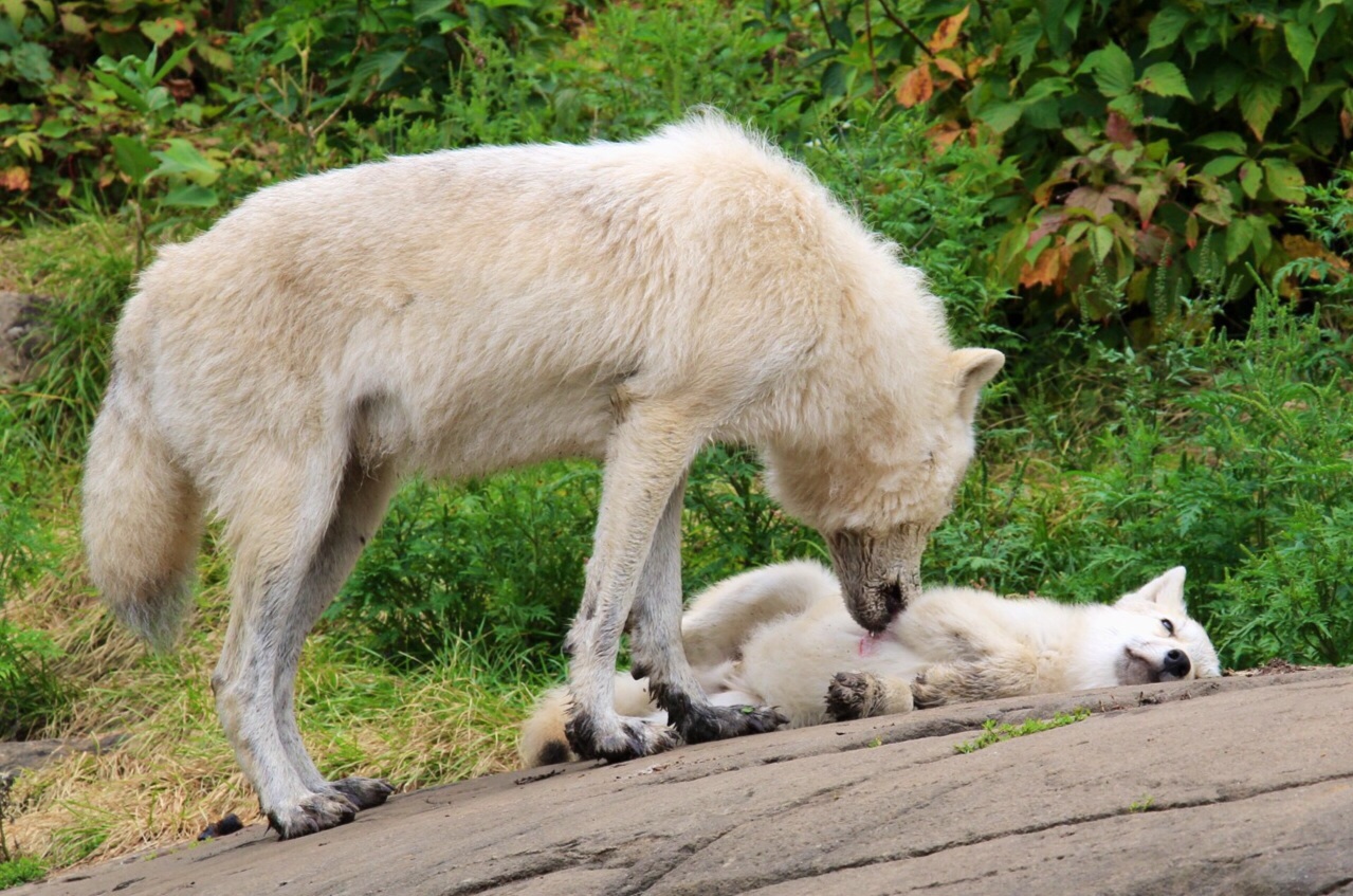 Mamma lupa accudisce il suo cucciolo