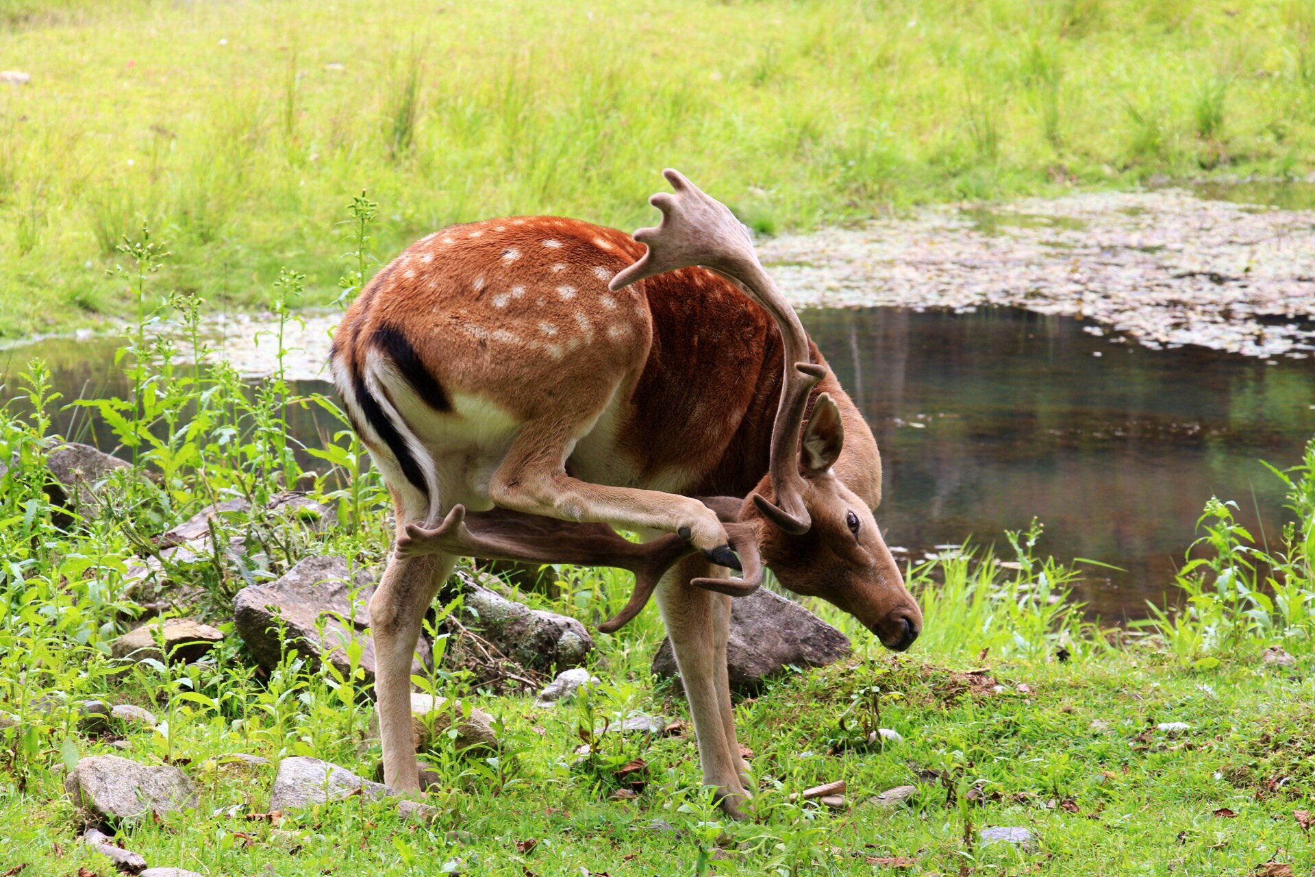 Avevo un pruritino...