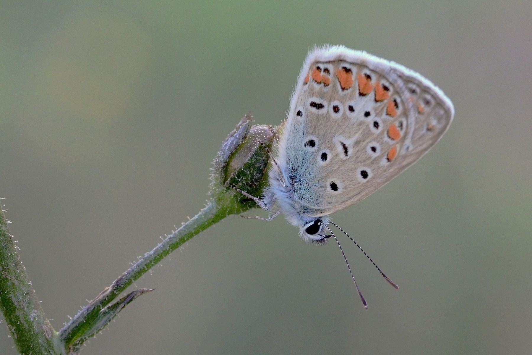 Aricia agestis