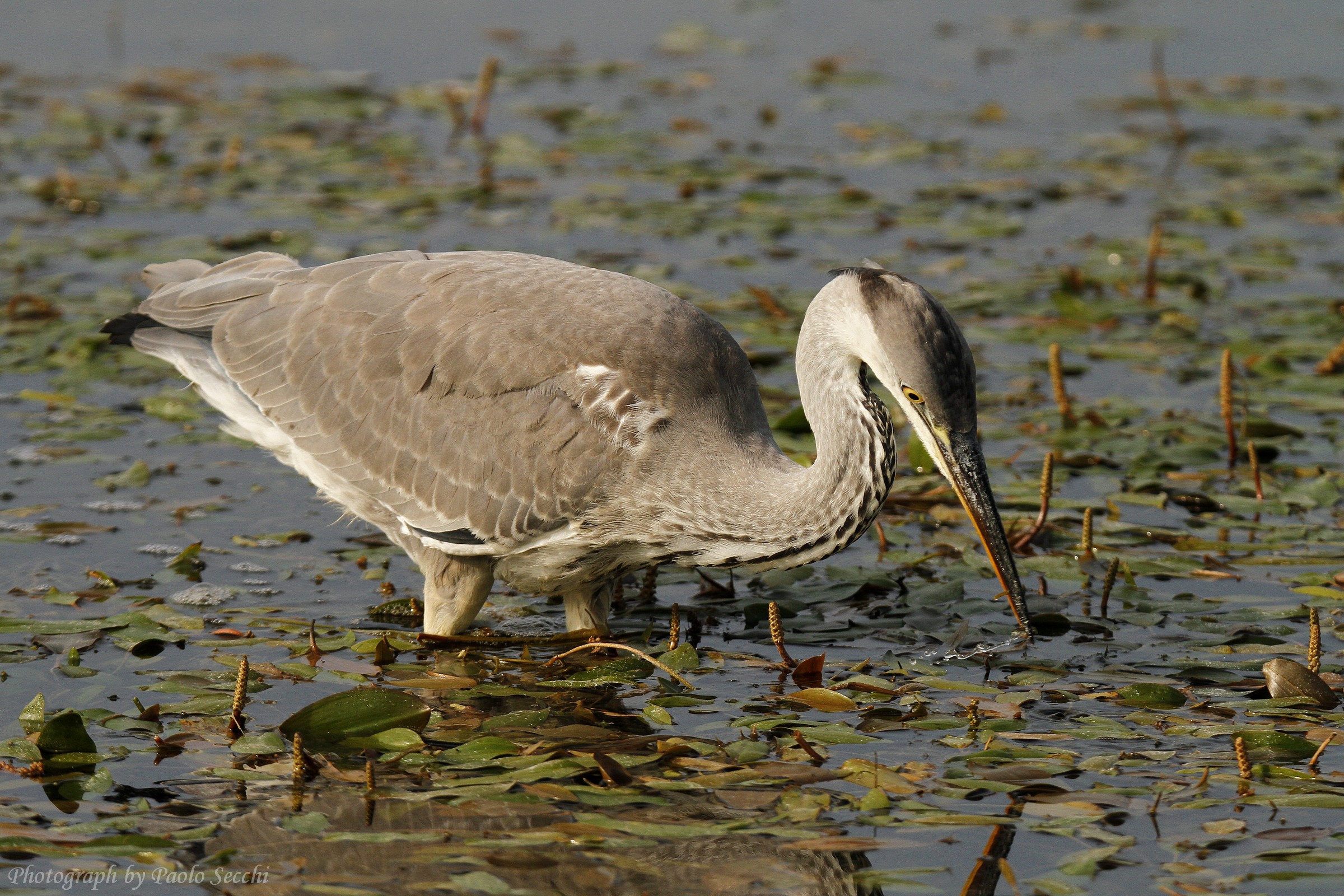 2/5 Risciacquo della preda
