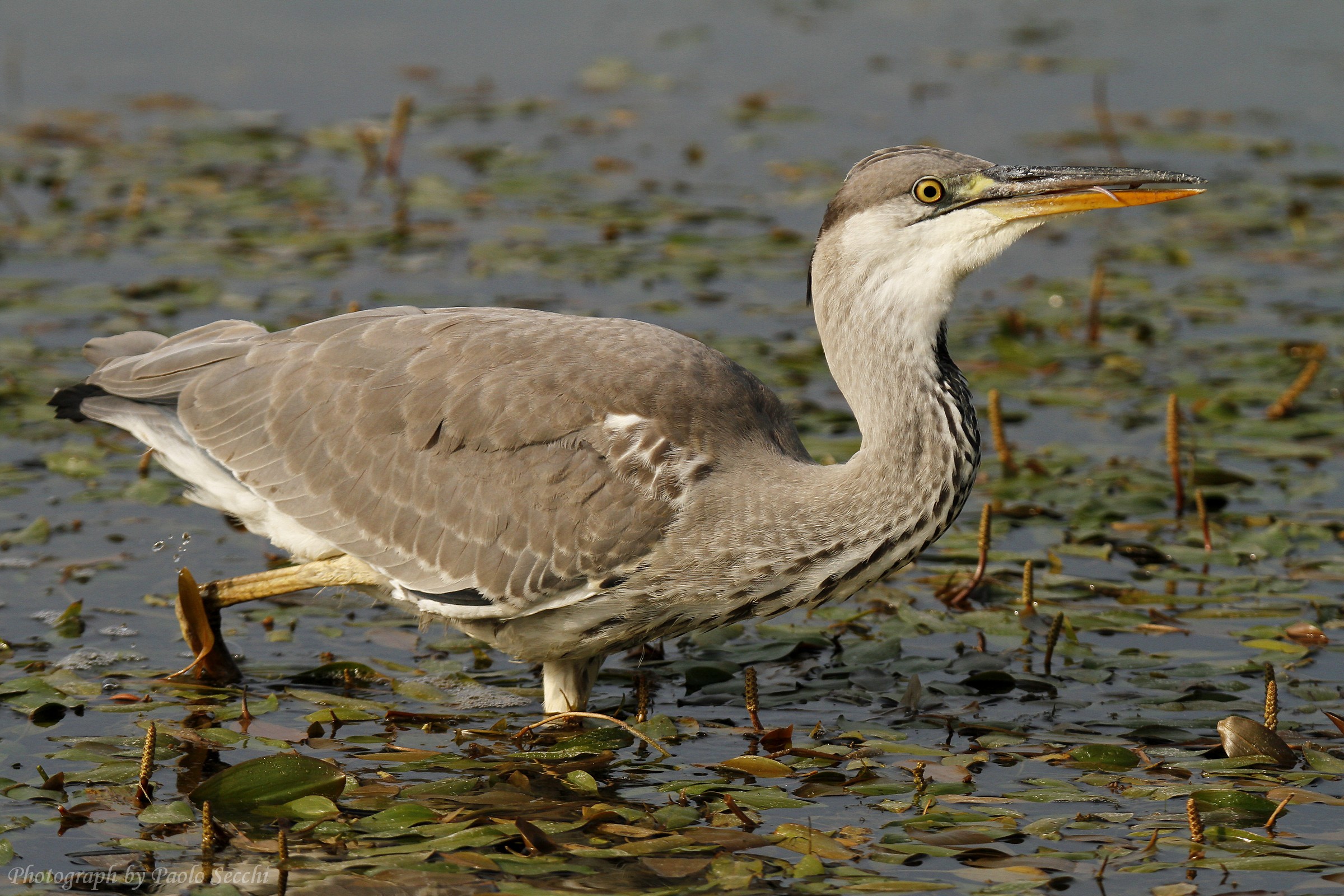 5.3 Positioning food and the return of the language