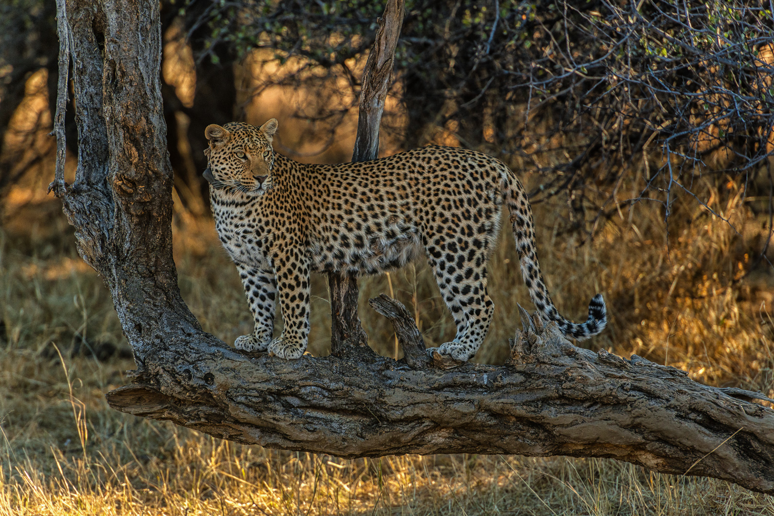 Namibia - Panthera pardus