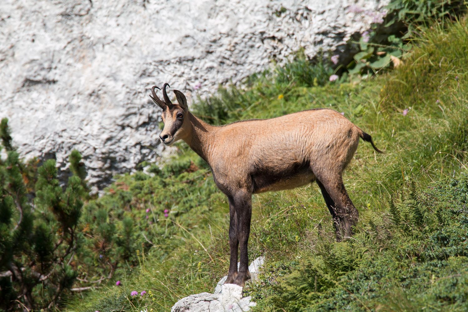 Chamois in summer dress