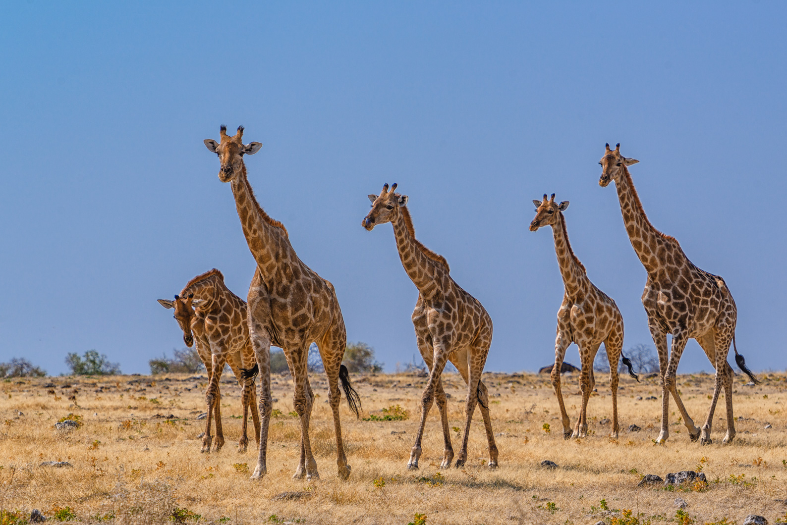 Etosha National Park