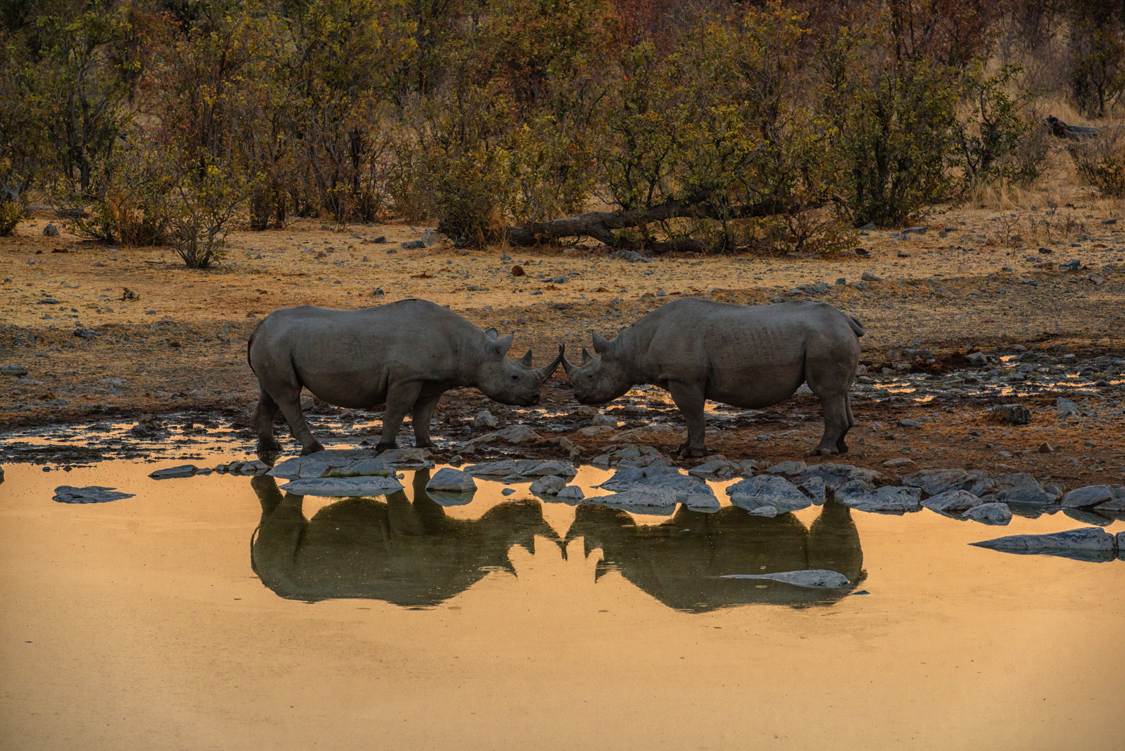 Black Rhino Greeting at sunset