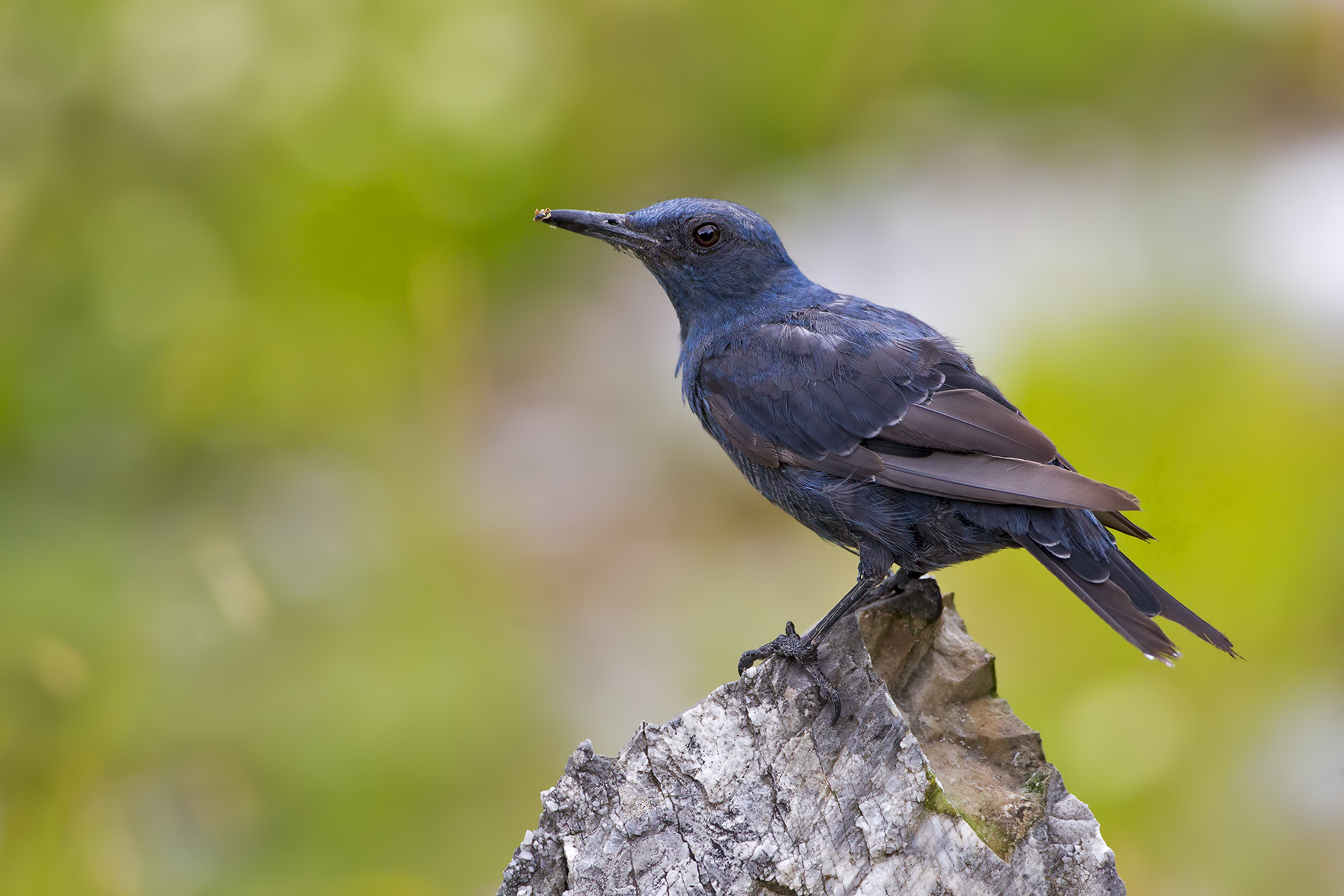 Passero Solitario - Alpi Apuane .