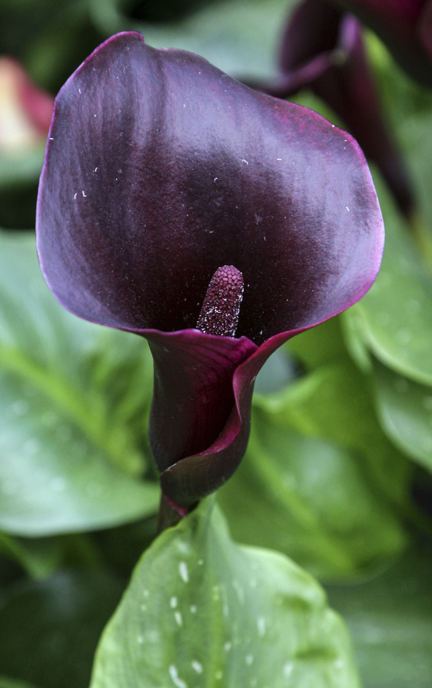 Calla