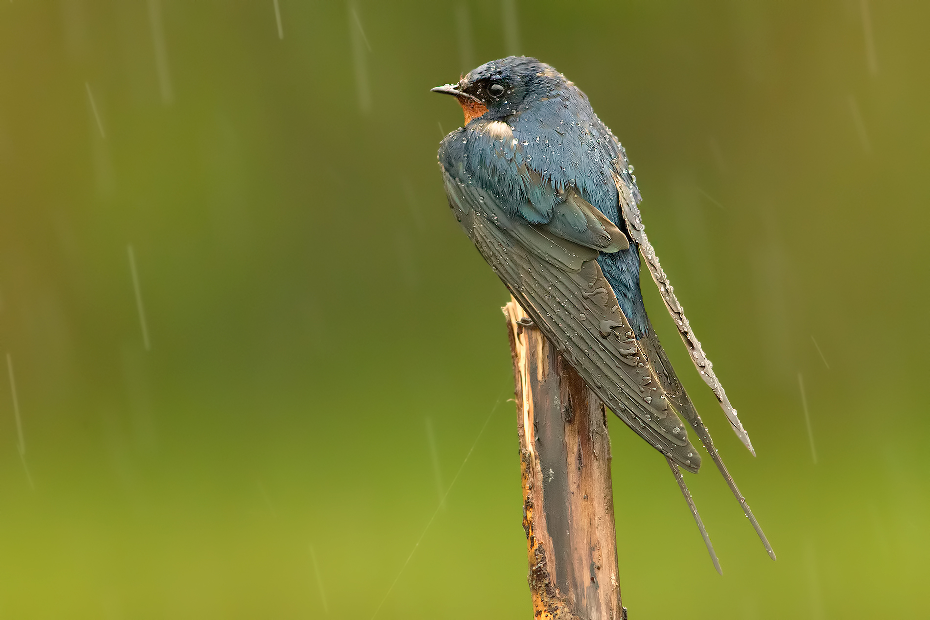 Under the rain a 5000 Iso