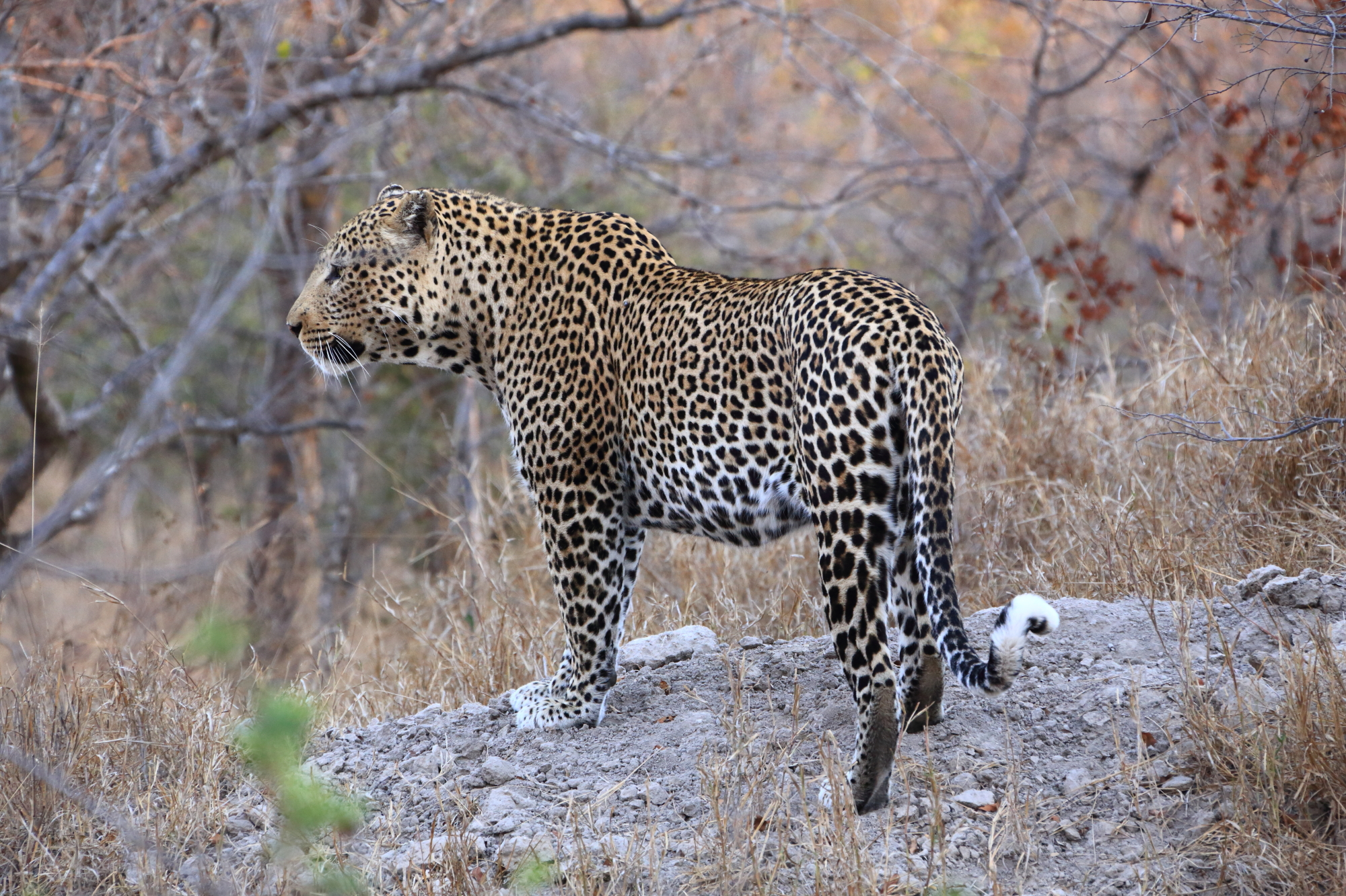Leopard male!