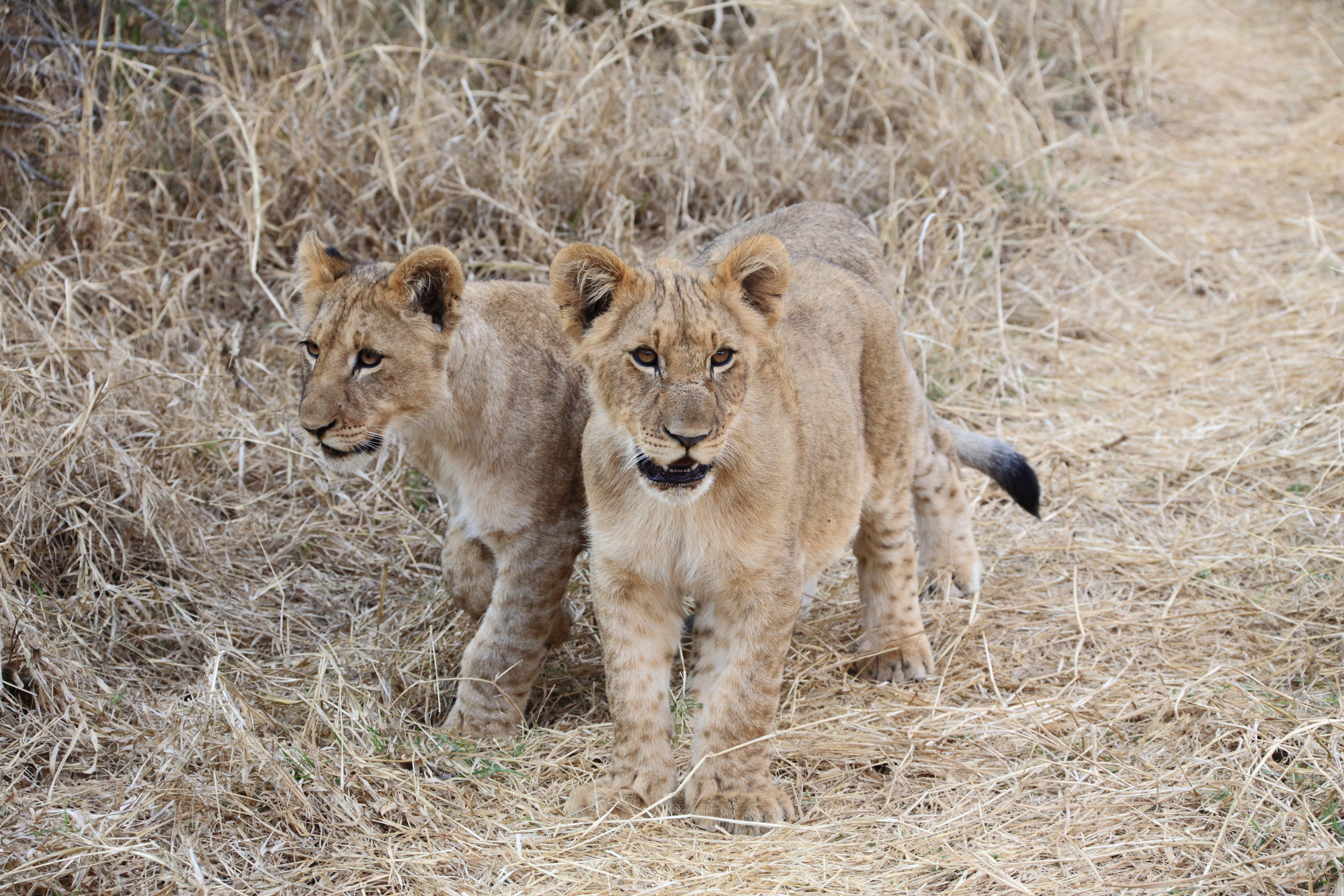 Lion cubs :-)