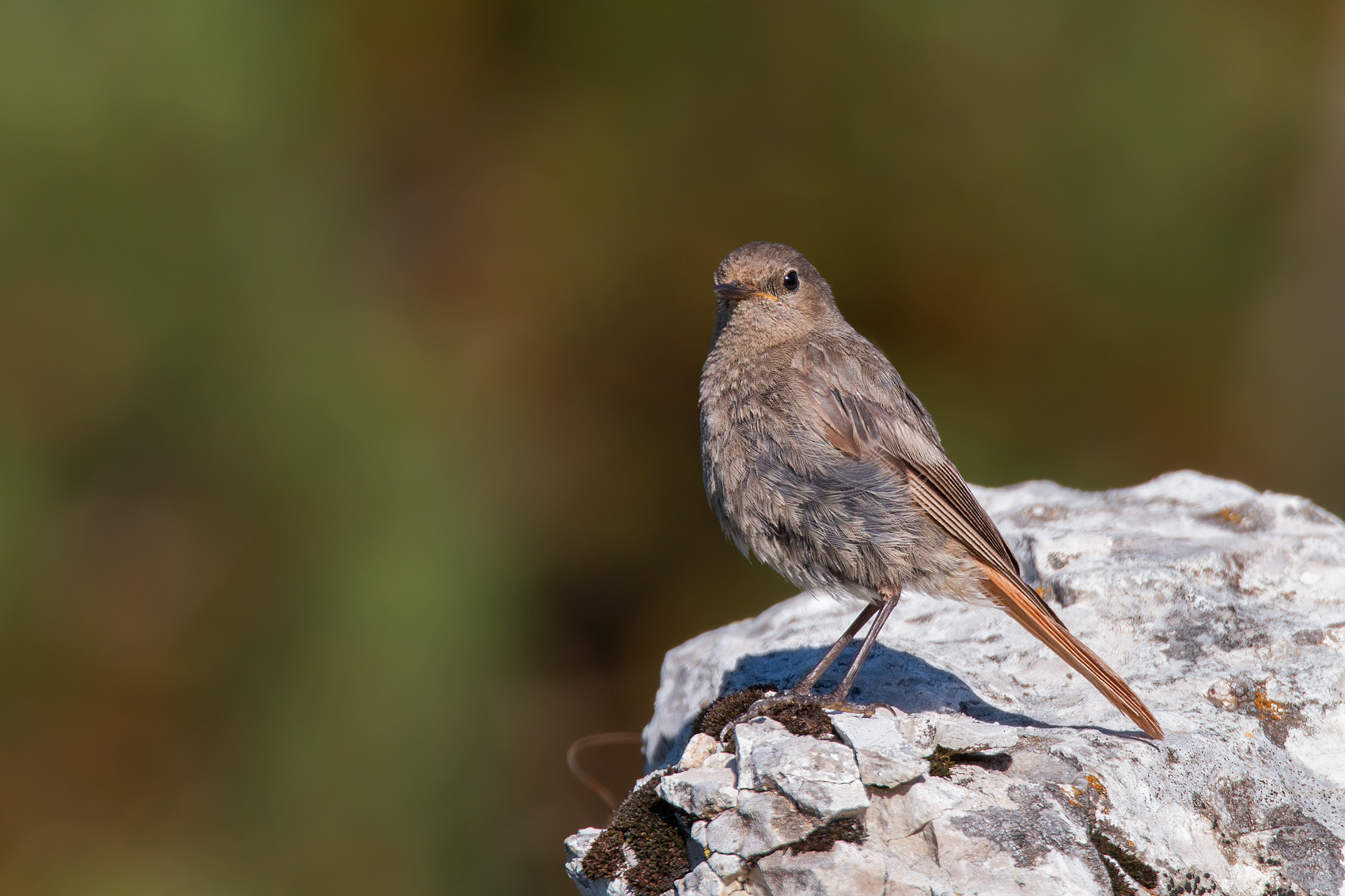 Codirosso spazzacamino