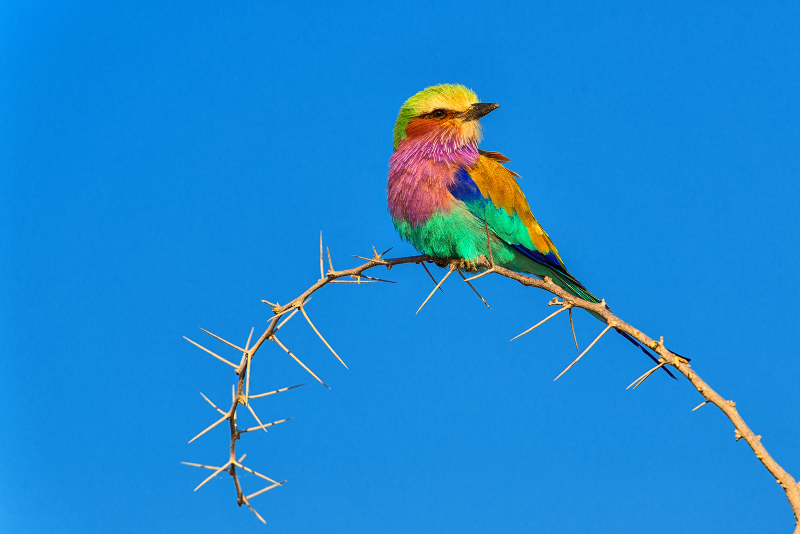 Lilac-breasted Roller