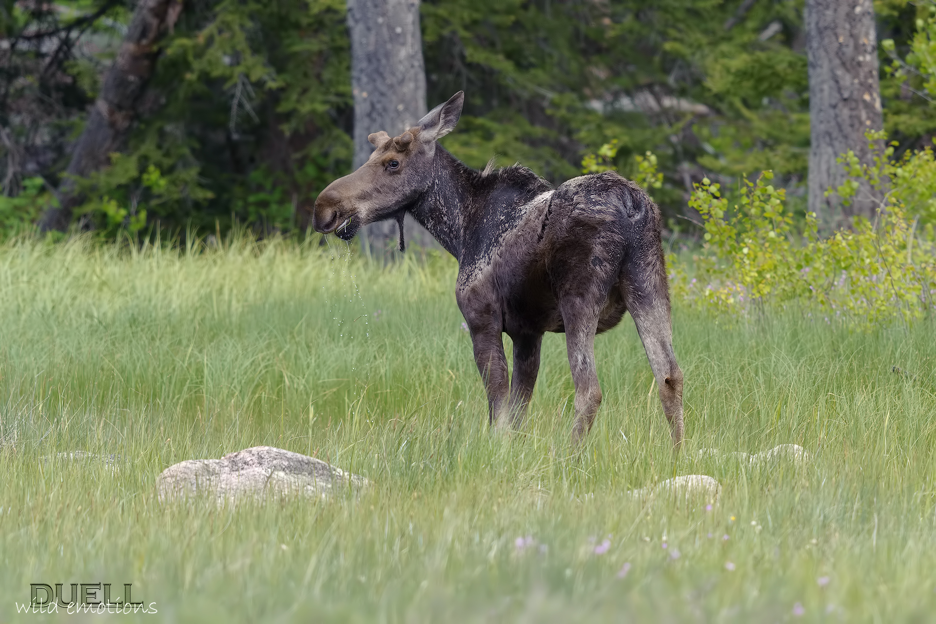 young moose grazing