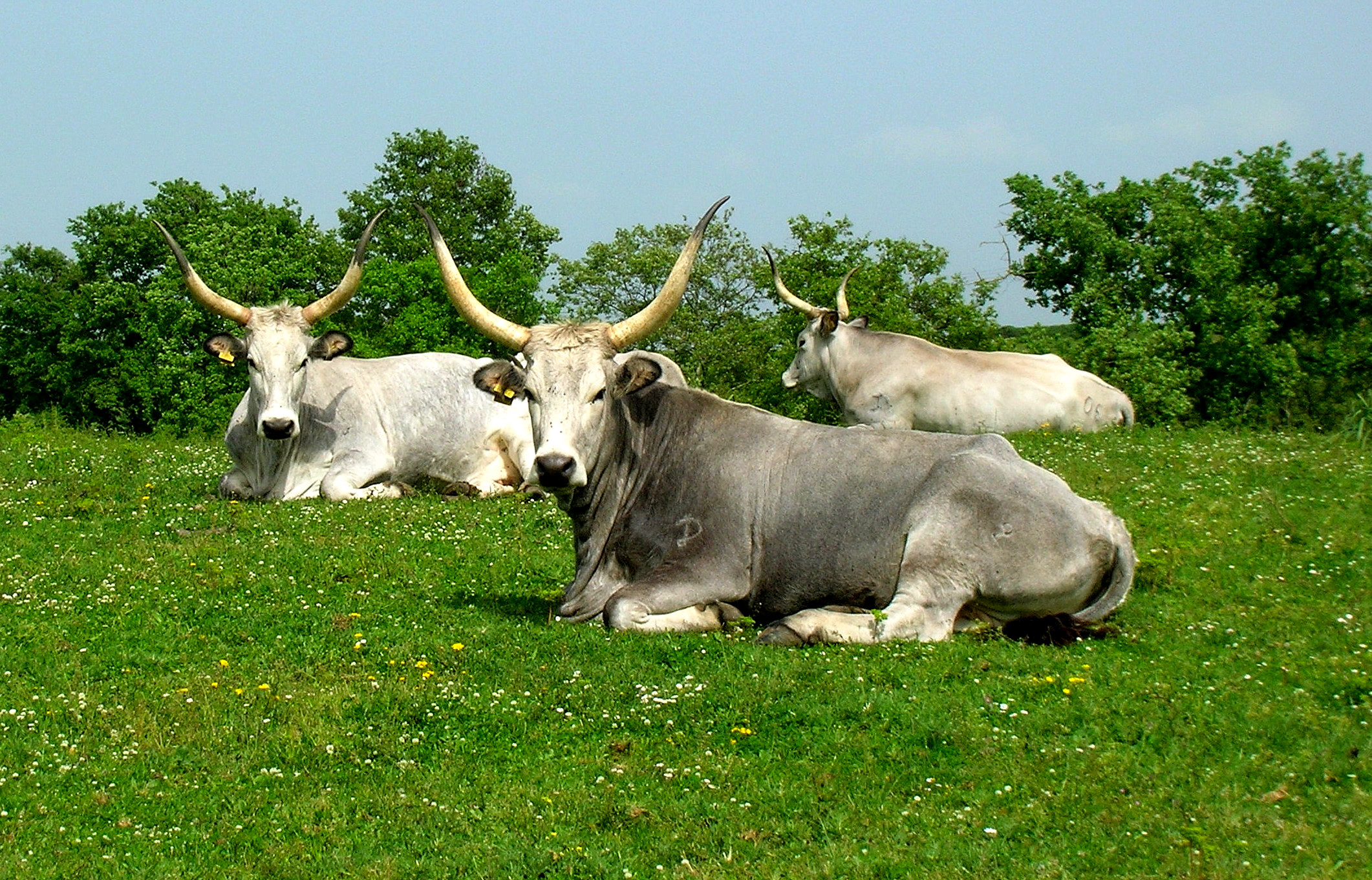 buoi nei pressi di Cerveteri