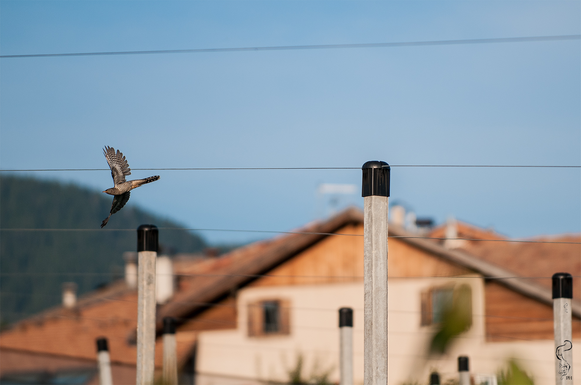 Tra i meleti (di che specie si tratta?)