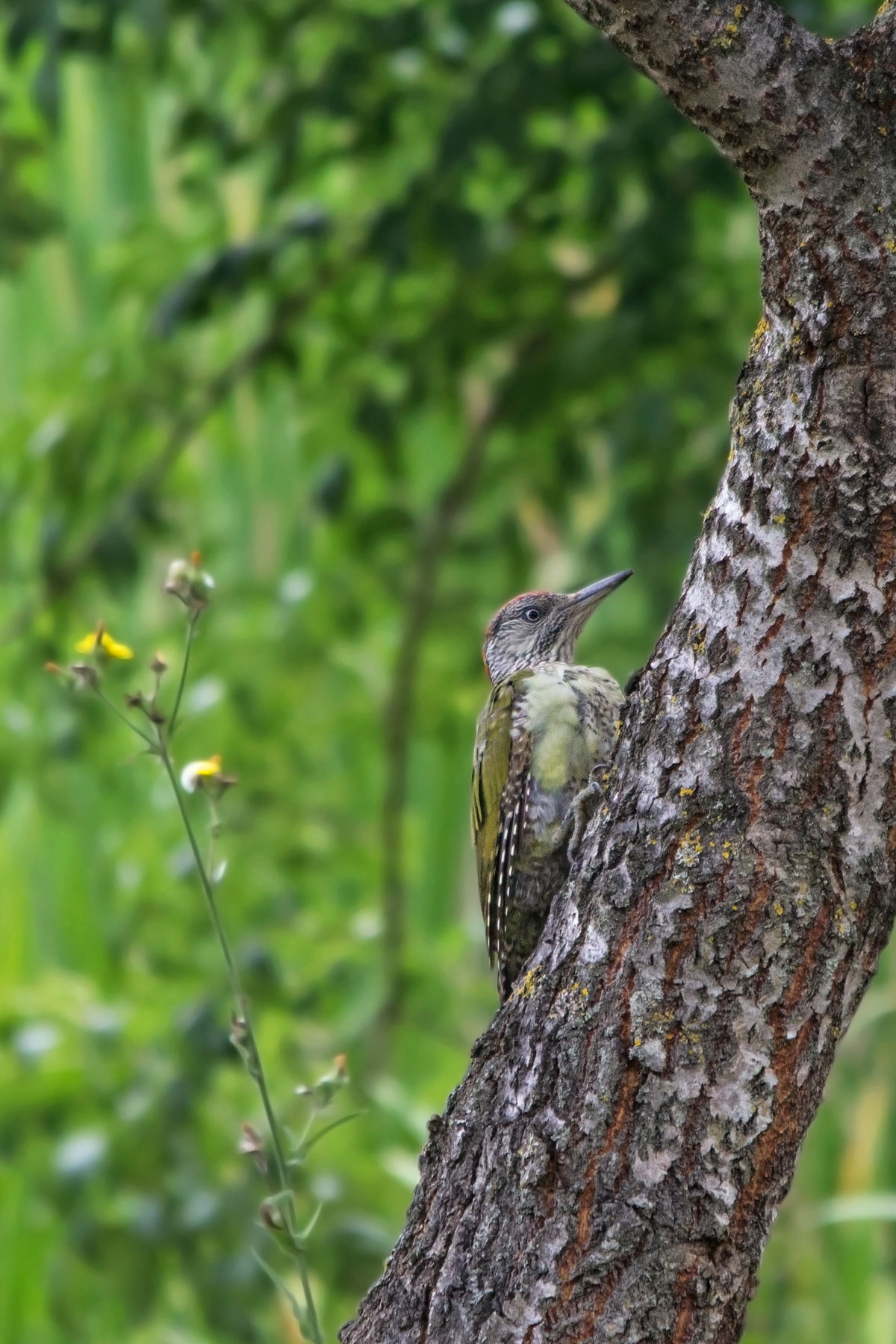 Green Woodpecker