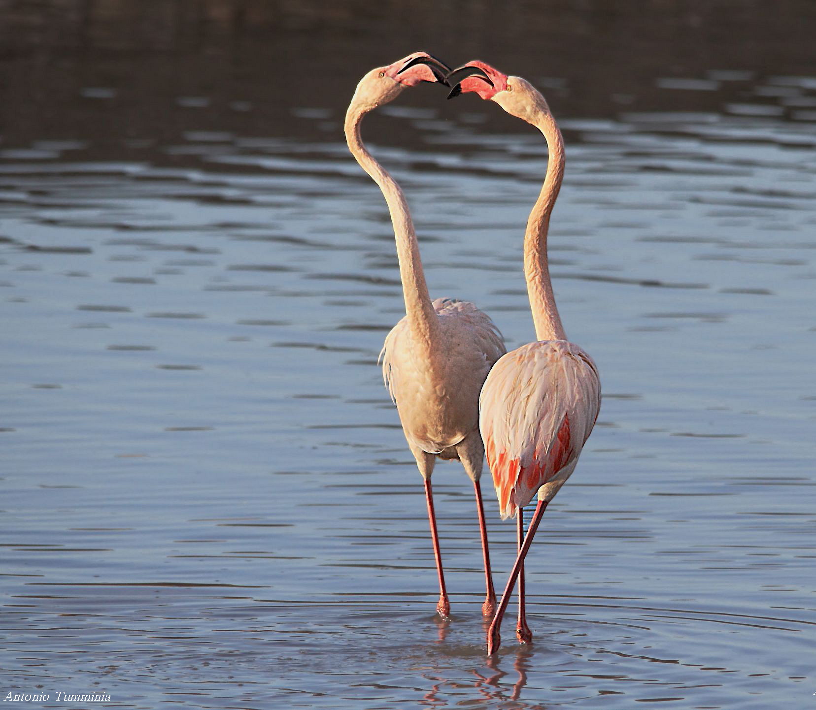 Corteggiamento dei fenicotteri