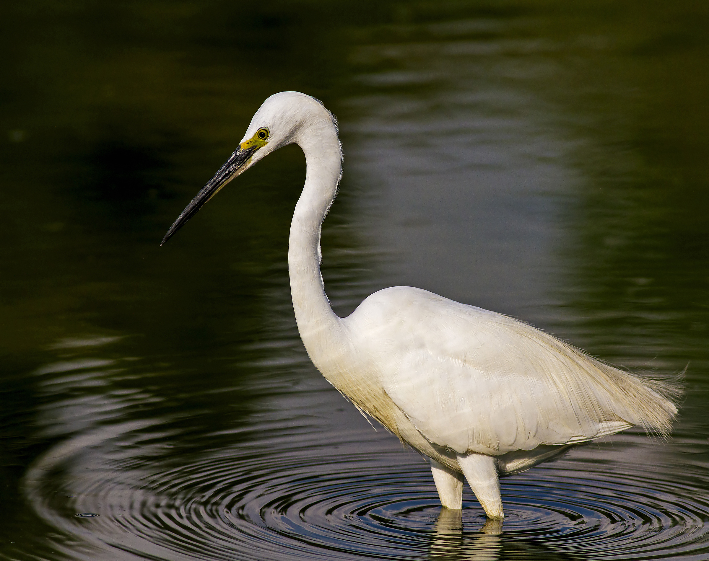 Egretta